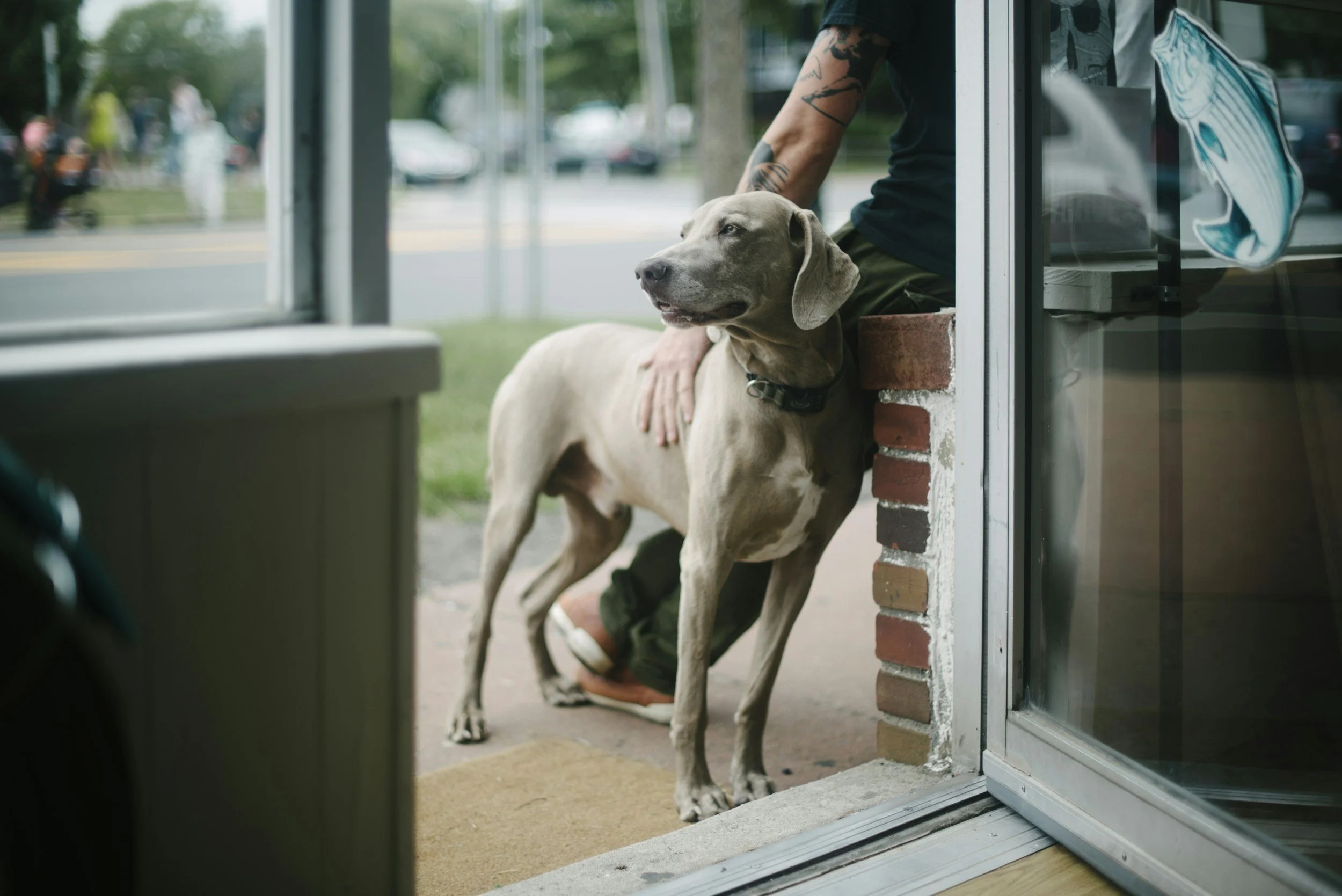 Hond voor zijn huis