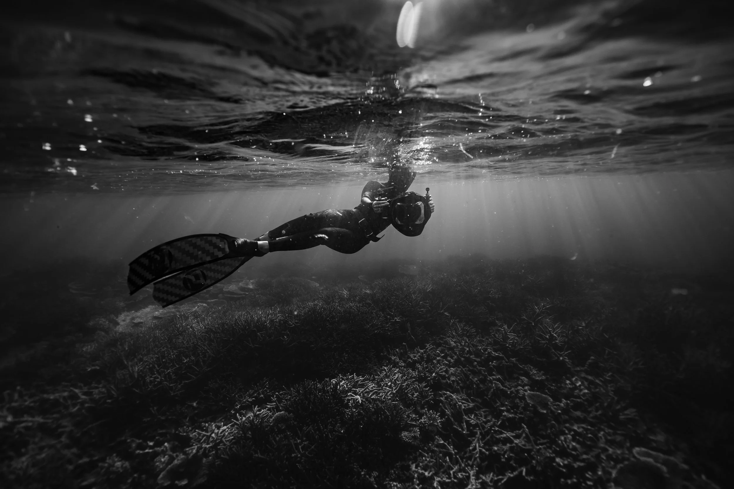 SHARK EYES-RYAN CHATFIELD-E_105742.jpg