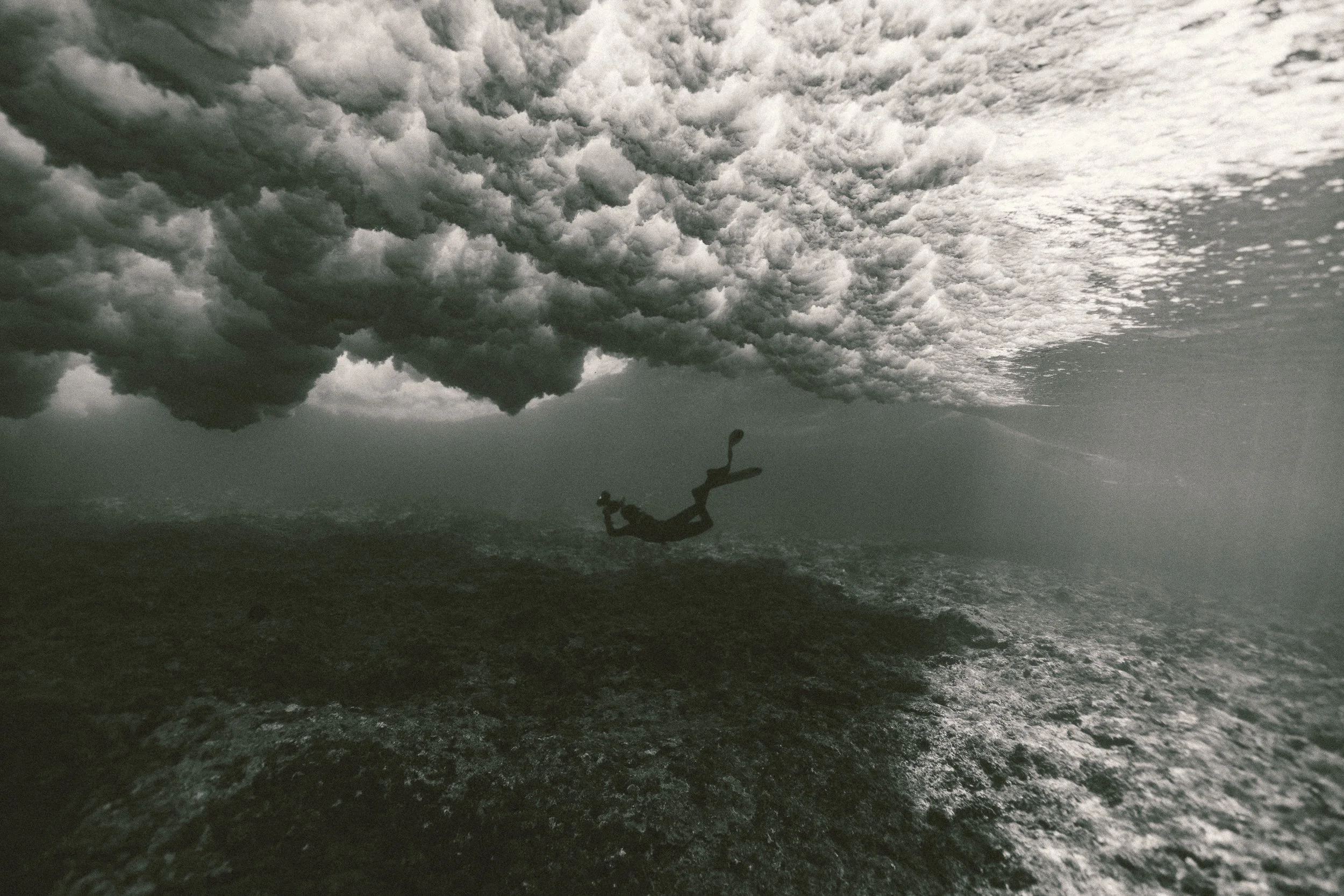 SHARK EYES-RYAN CHATFIELD-E_106374.jpg