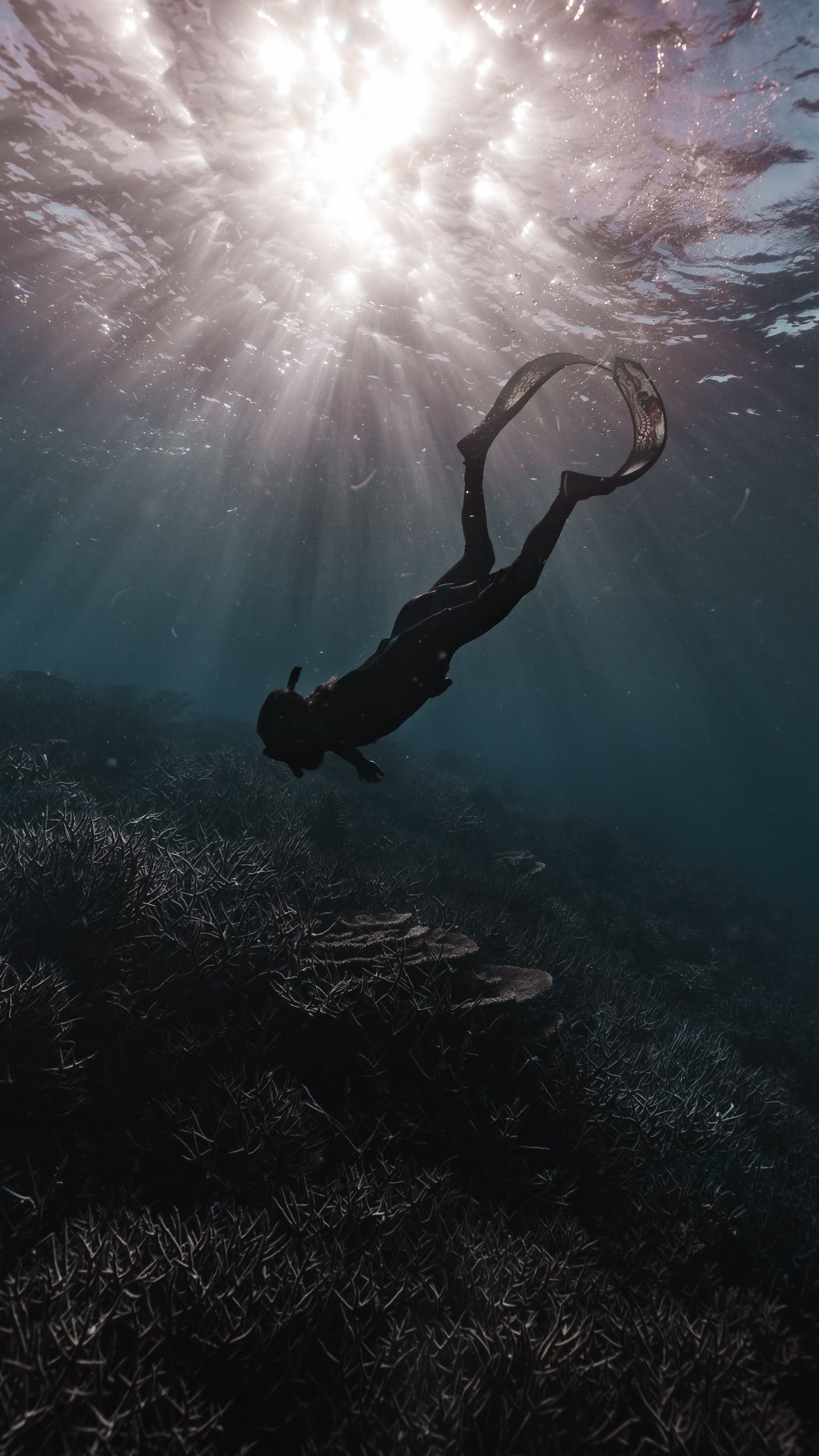 SHARK EYES-RYAN CHATFIELD-E_106580.jpg