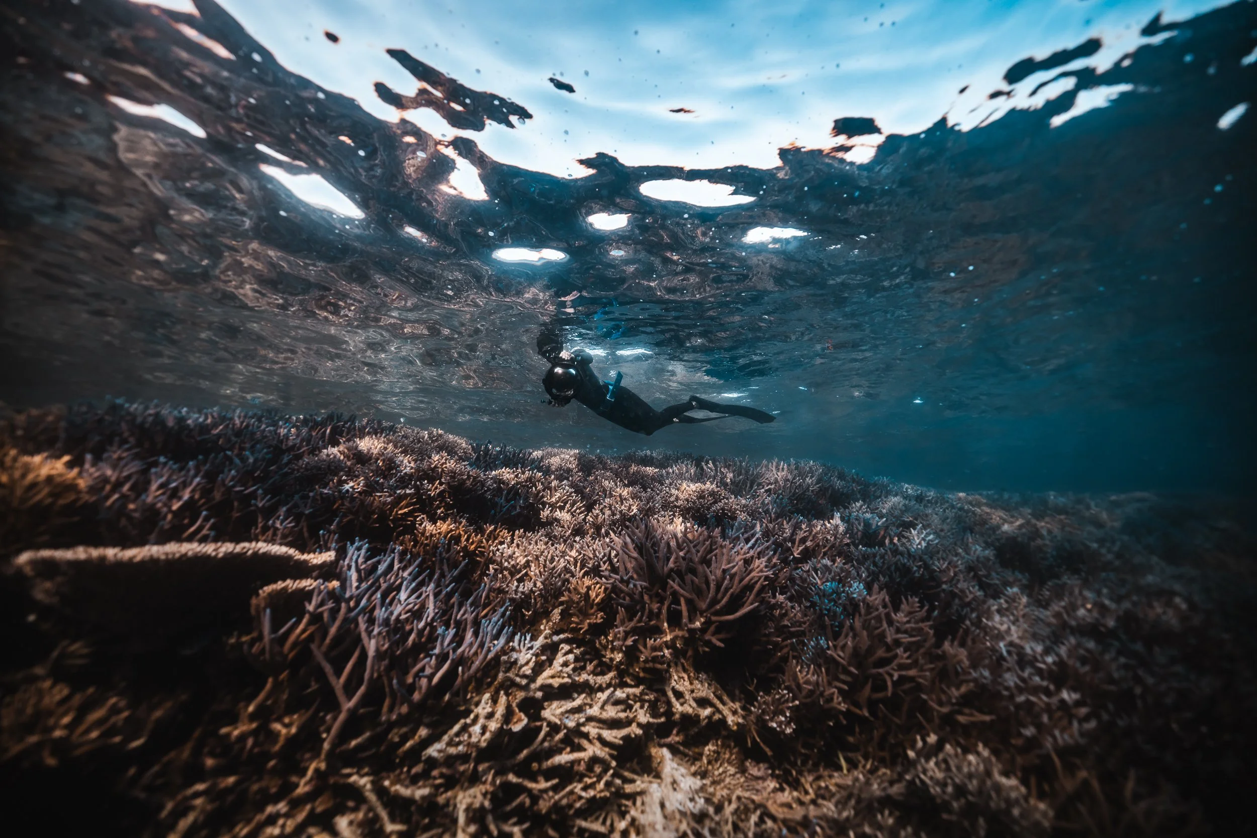 SHARK EYES-RYAN CHATFIELD-E_105732.jpg
