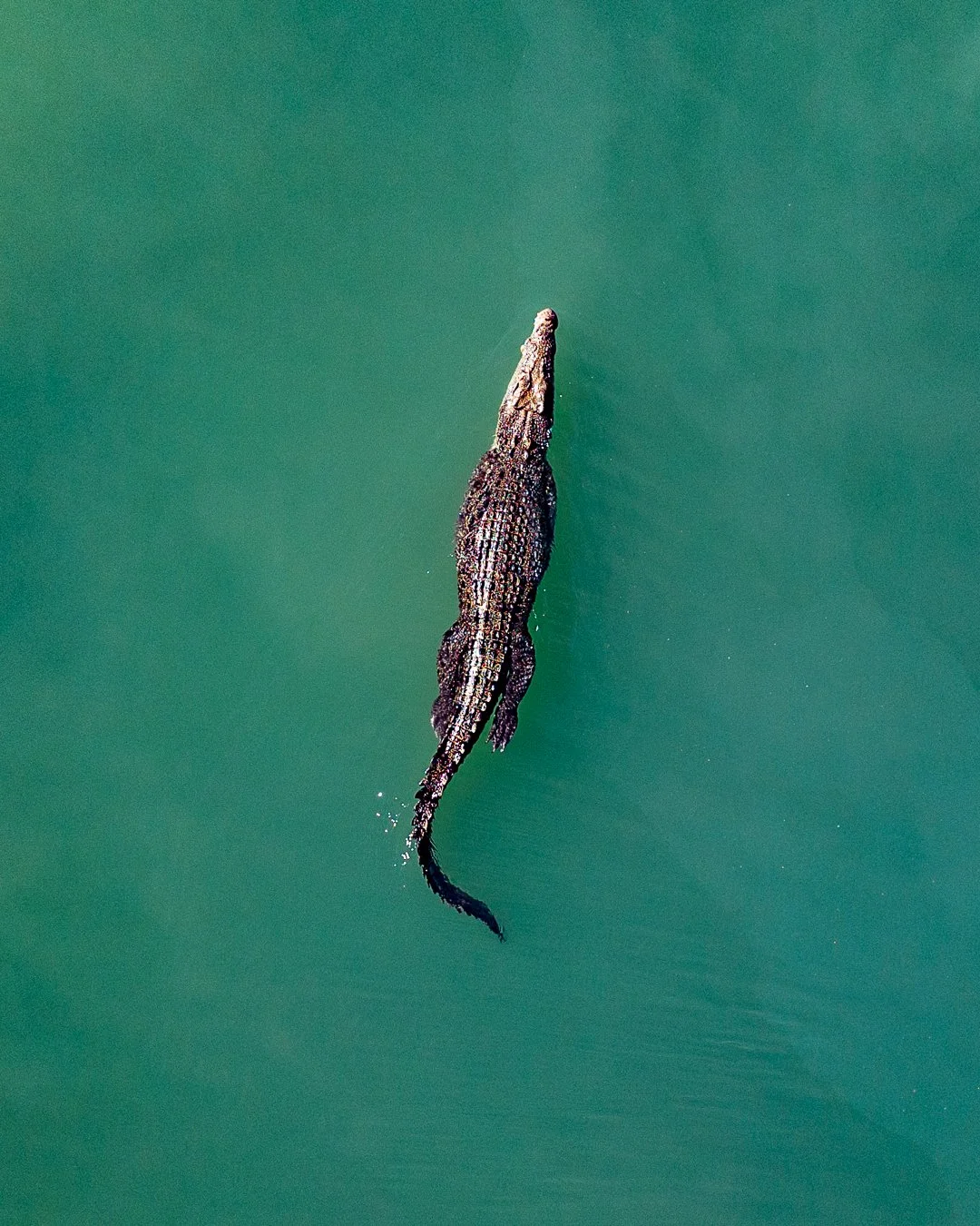 DJI_0134-KIMBERLEY QUEST- COMMOTION MEDIA.jpg