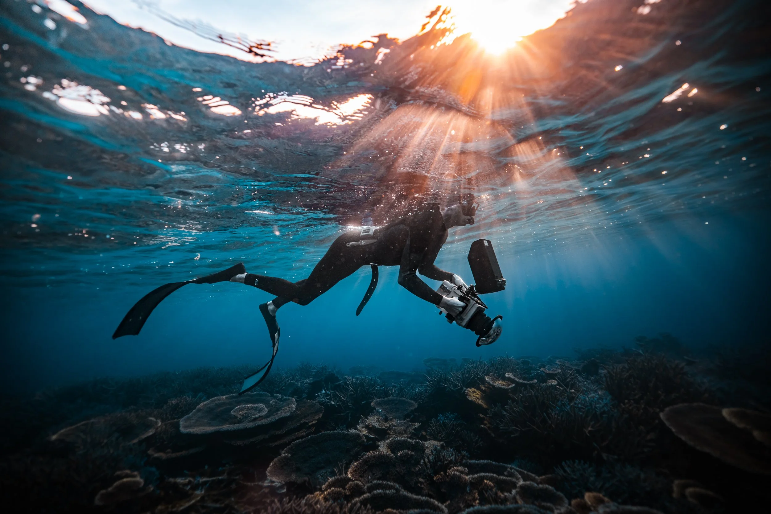 SHARK EYES-RYAN CHATFIELD-E_105841.jpg