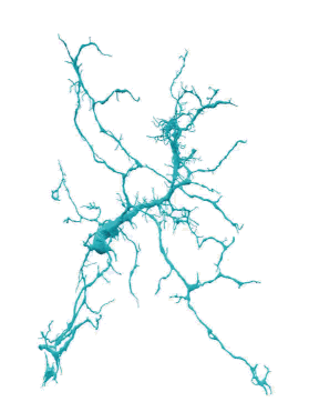 Microglia