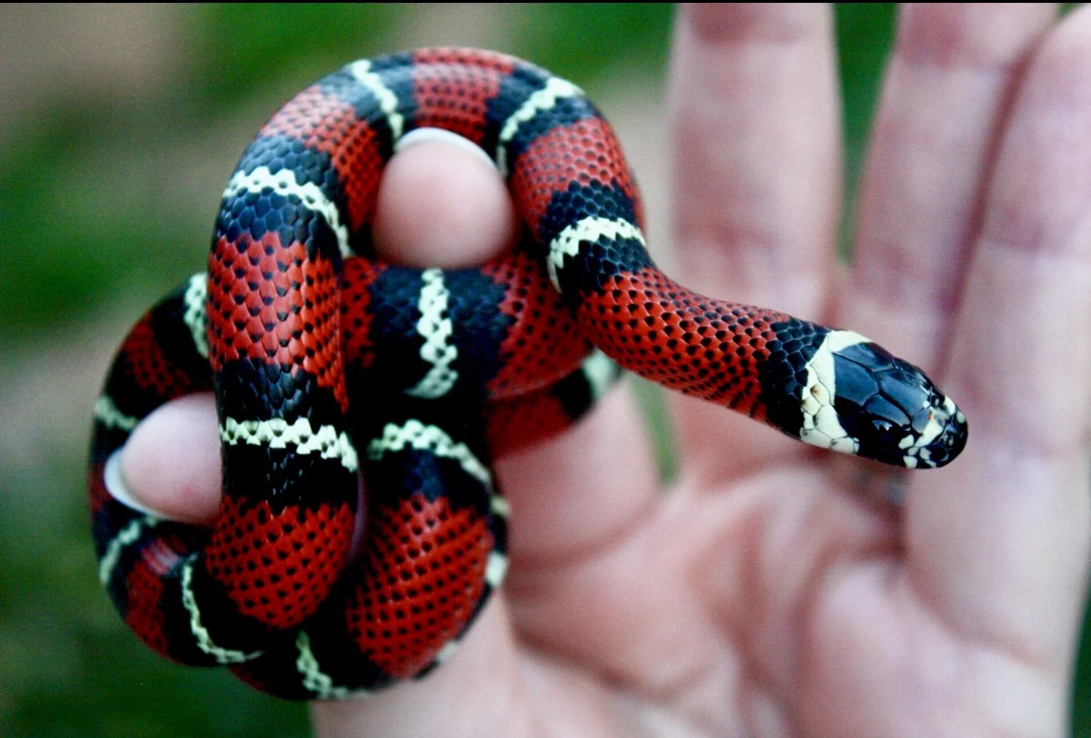 A red, black, and white patterned snake with a black and white head, coiled around a person's fingers.