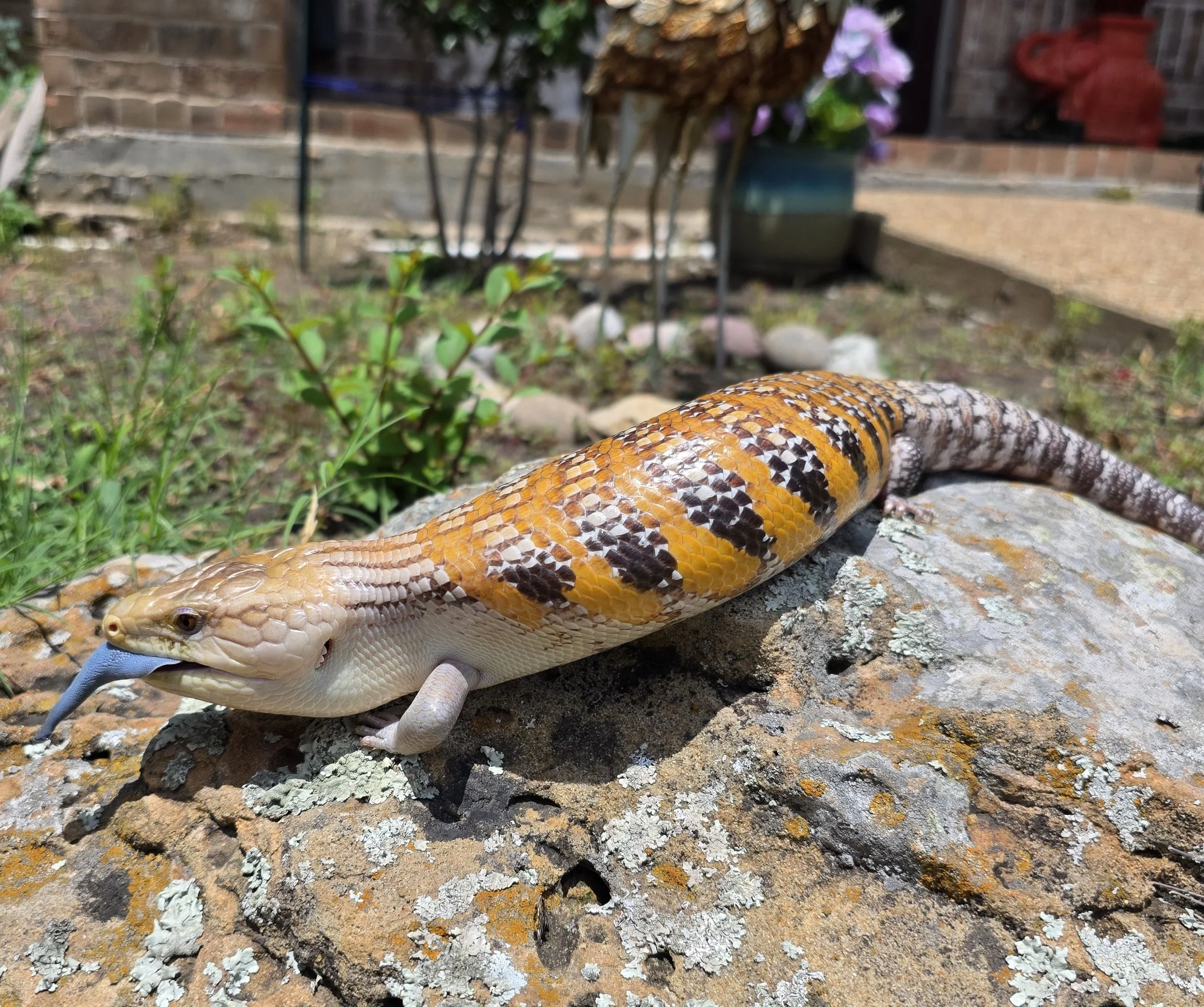 A Gila monster lizard resting on a rock in a garden, with its tongue out. The garden has plants, rocks, and a porch with a red sculpture in the background.
