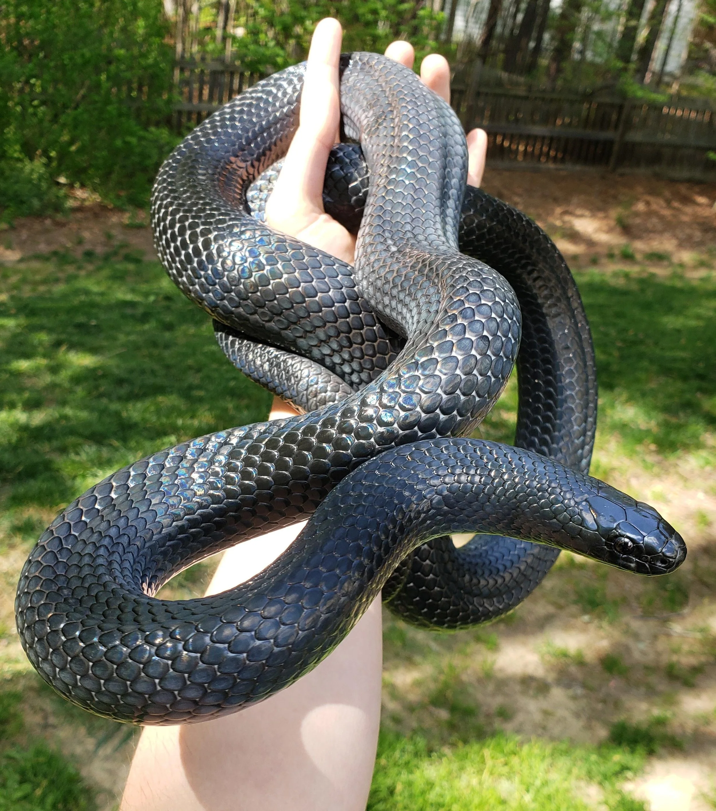 A person holding a large black snake with shiny, textured scales outdoors in a grassy area with trees and a wooden fence in the background.
