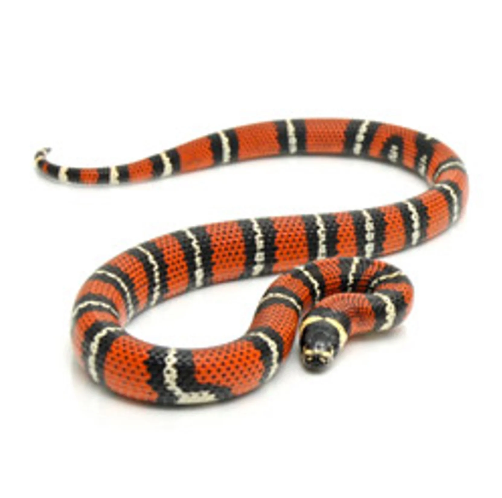 A red, black, and cream-colored snake with distinct banding pattern coiled against a white background.