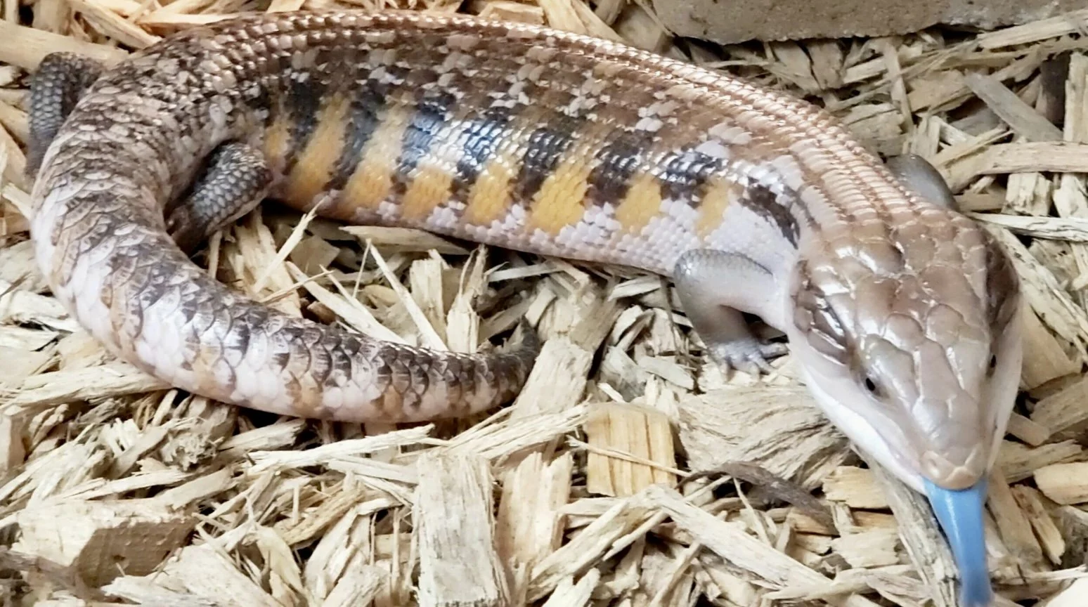 A lizard with patterned scales on a bed of wood chips, licking a blue substance from its mouth.
