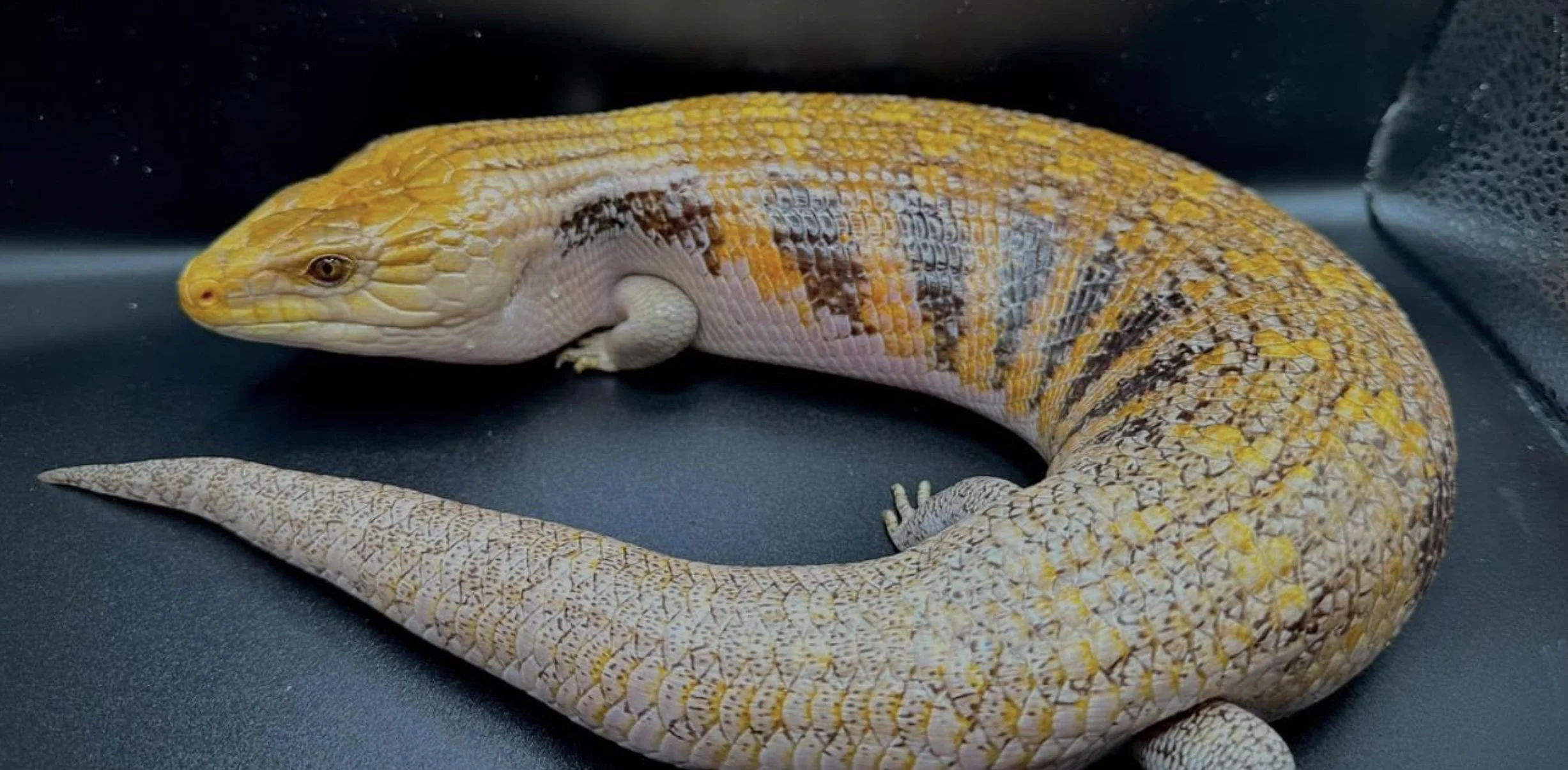 A colorful lizard with a yellow, orange, and brown patterned body resting on a dark surface.
