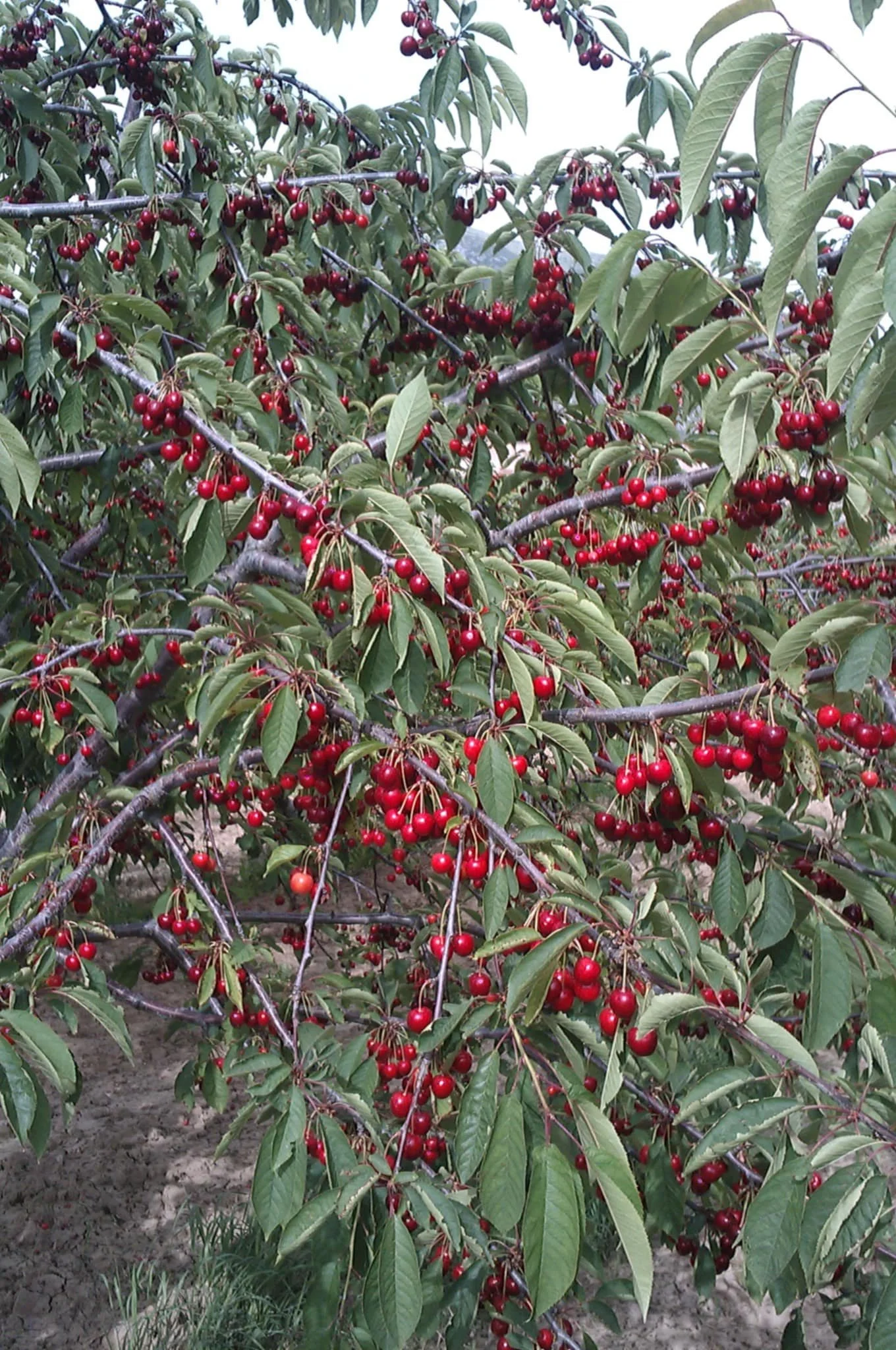 f87a9f12-464a-4245-85ba-112a5531a131.jfif