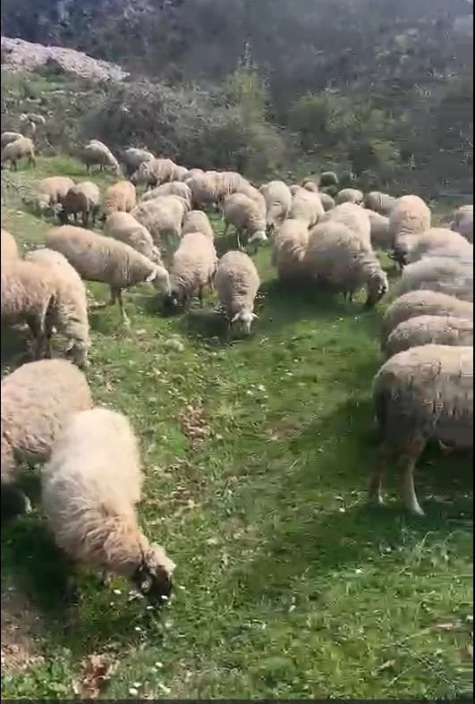 sheep.JPG