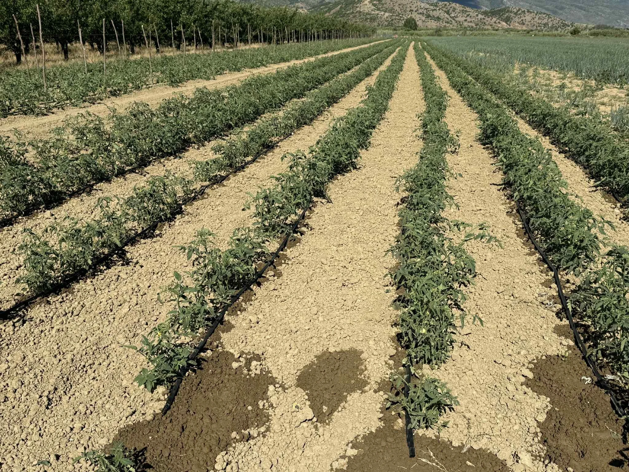 5ffdf24f-b96d-4f92-b5ee-f431eadc4067.jfif