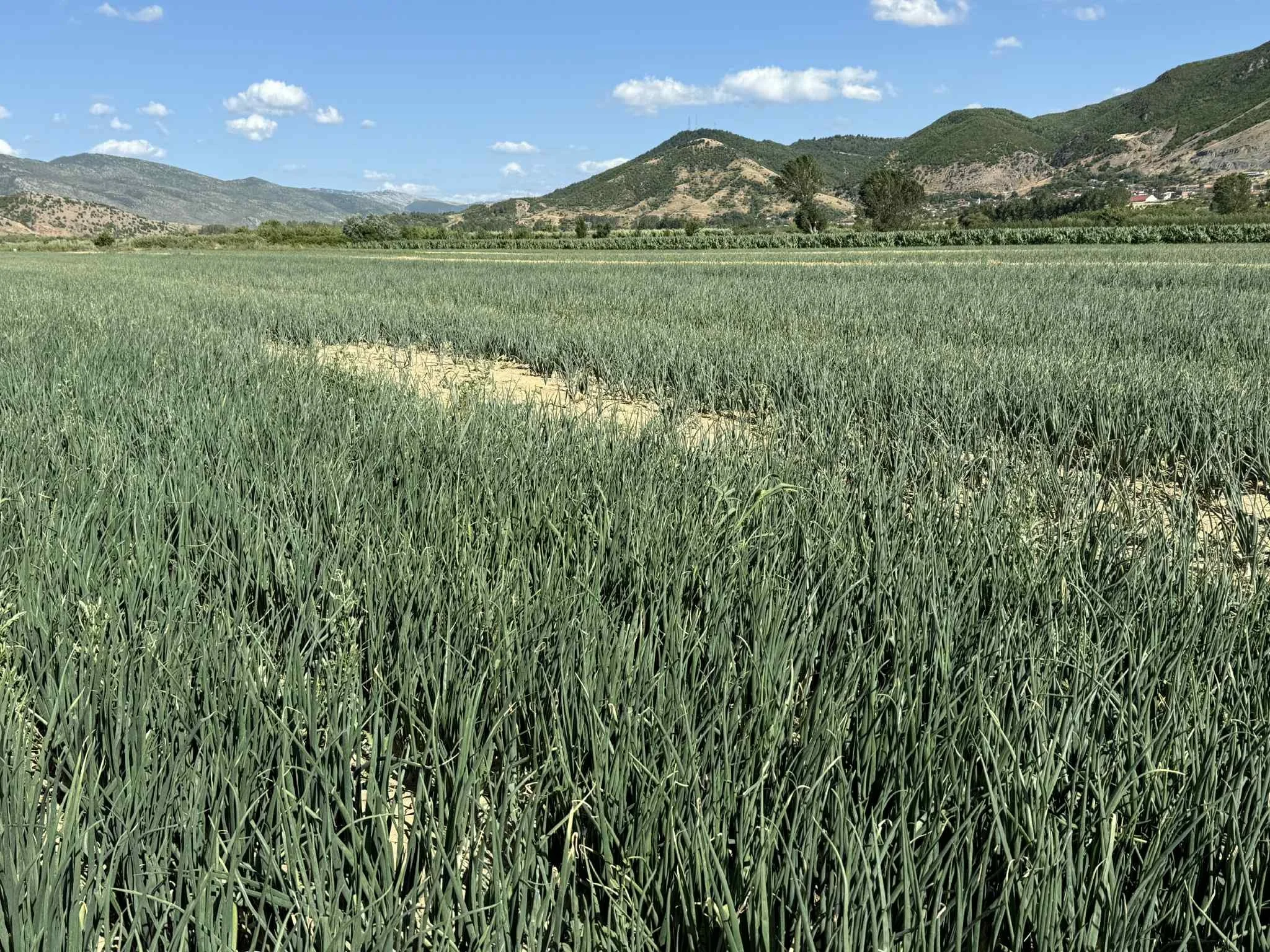 0c35c26b-6ab5-45b5-b58b-f2bcad85bad0.jfif