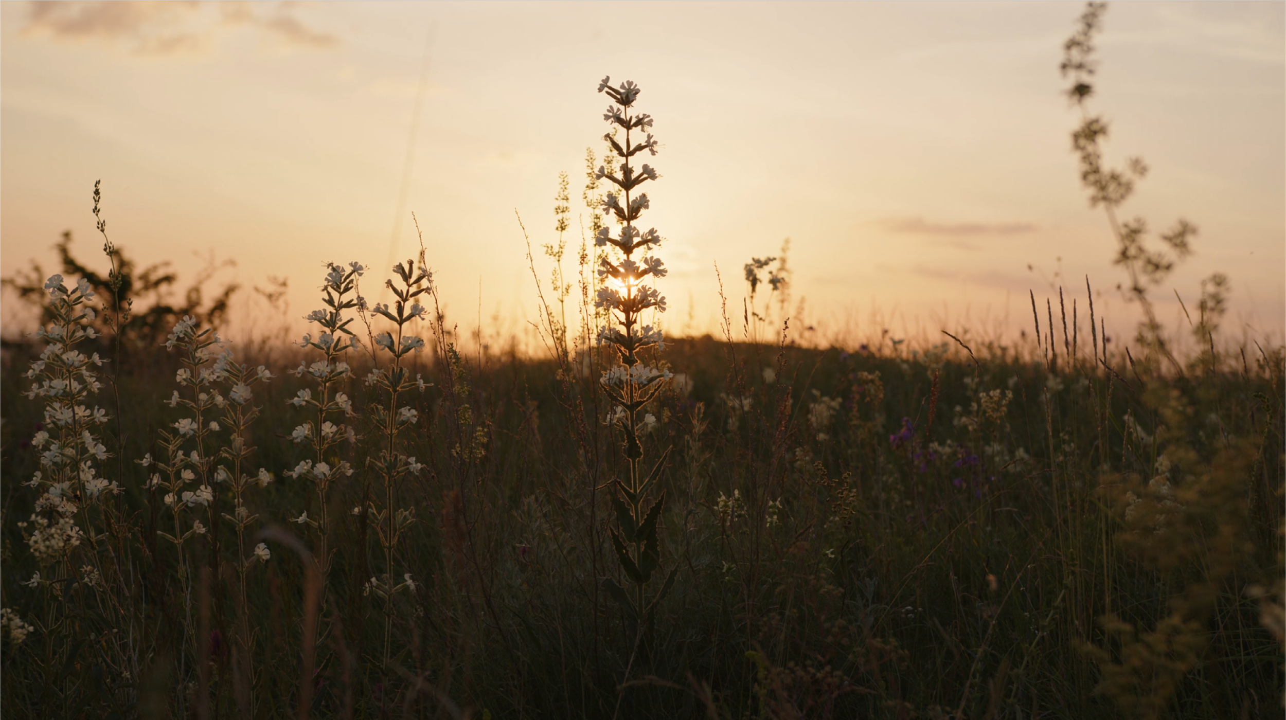 SN-Meadow.png