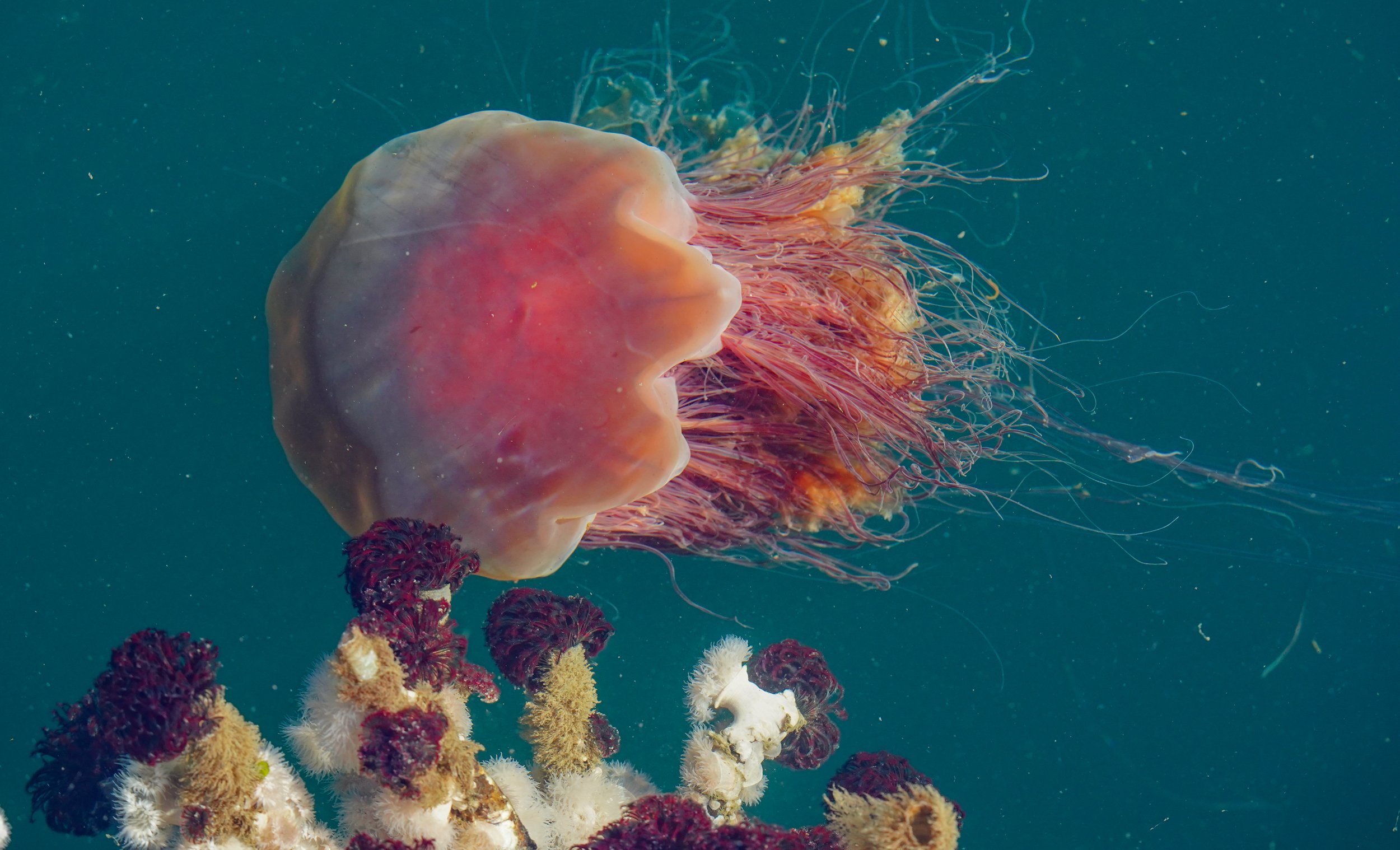 Lion's Mane Jelly & Father Duster Worms