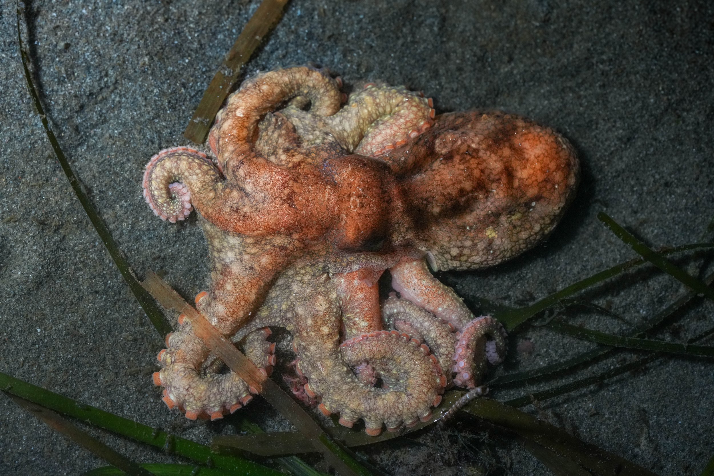 Pacific Red Octopus