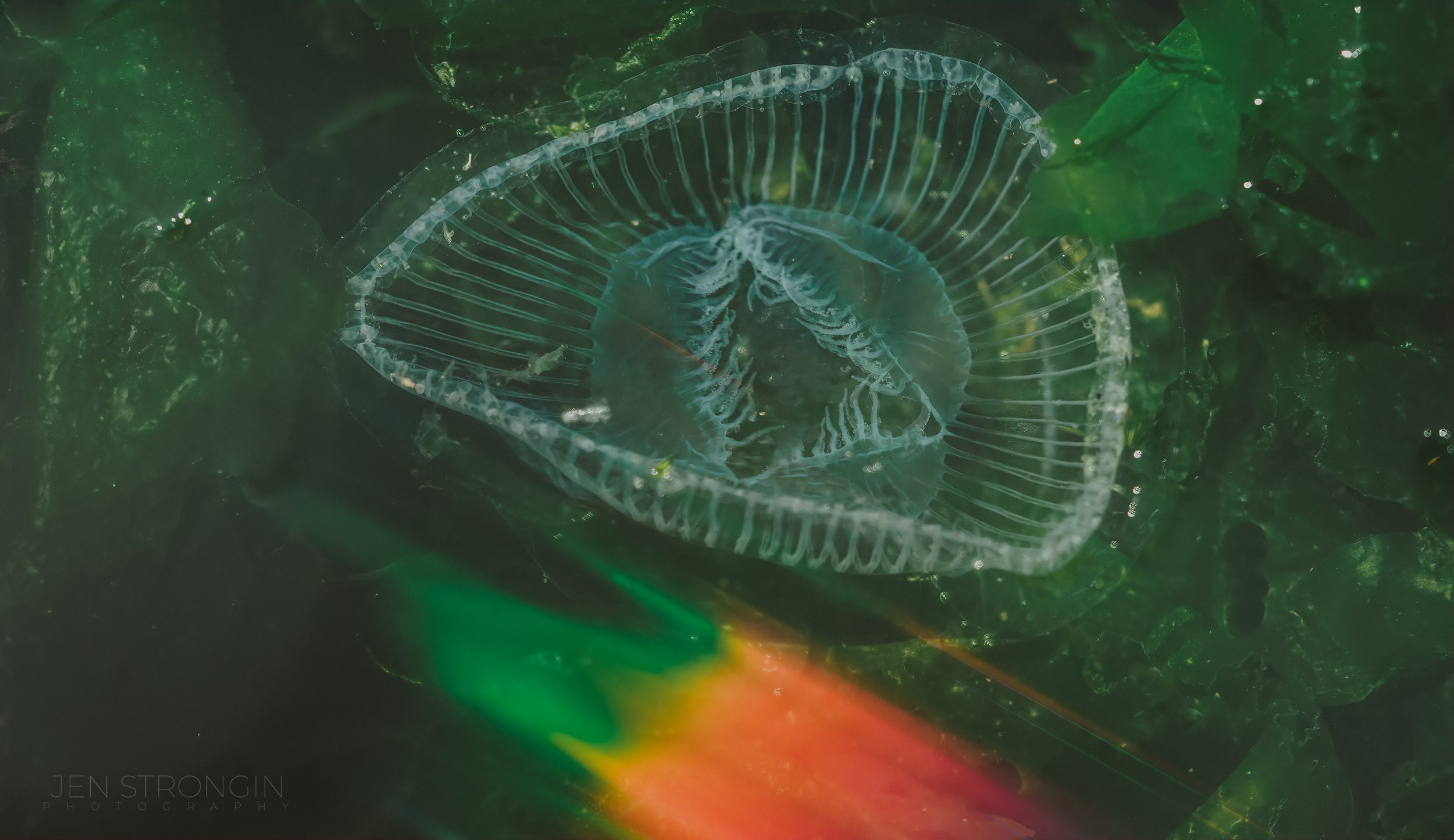 Crystal Jelly