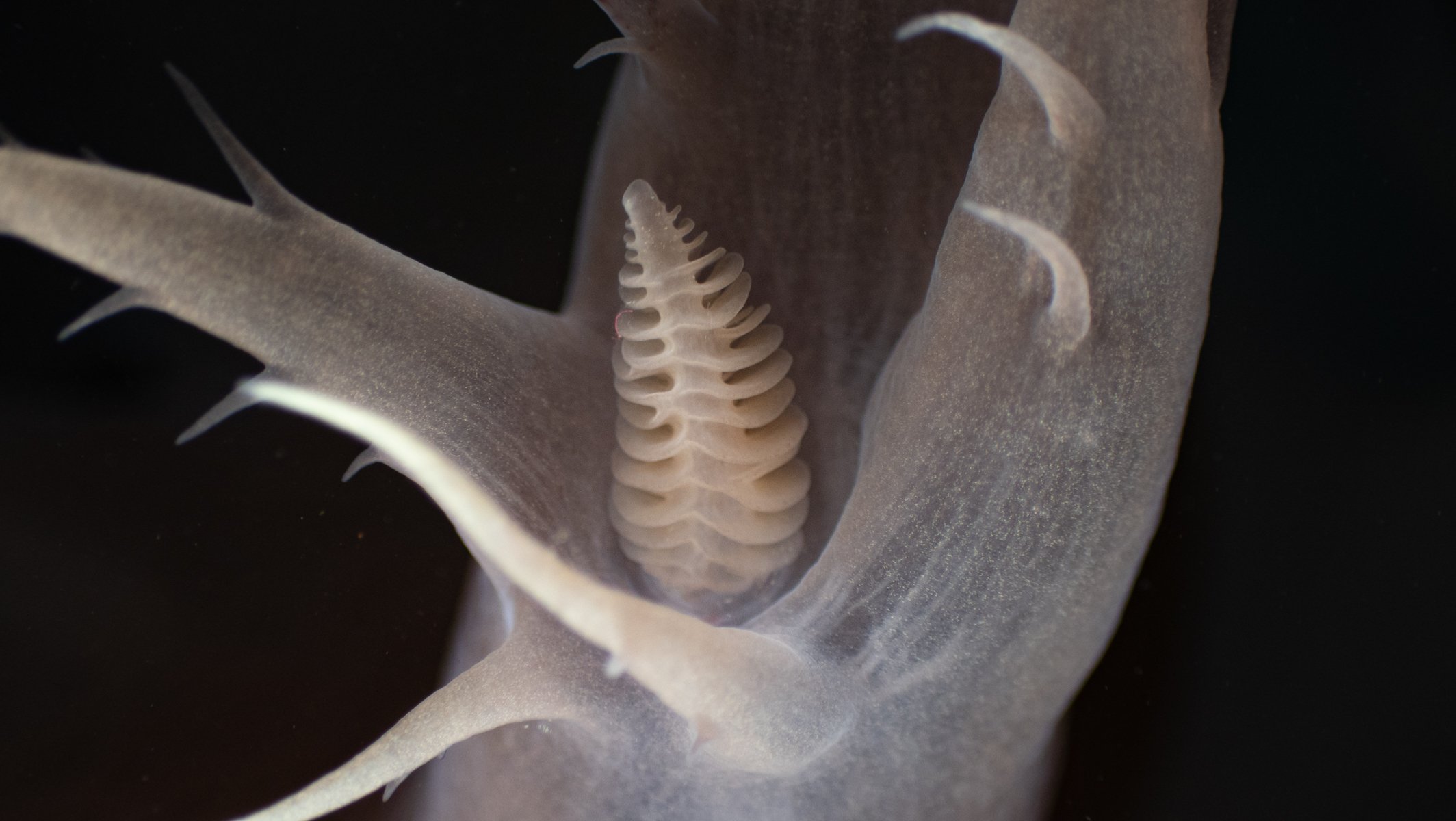 Giant Nudibranch