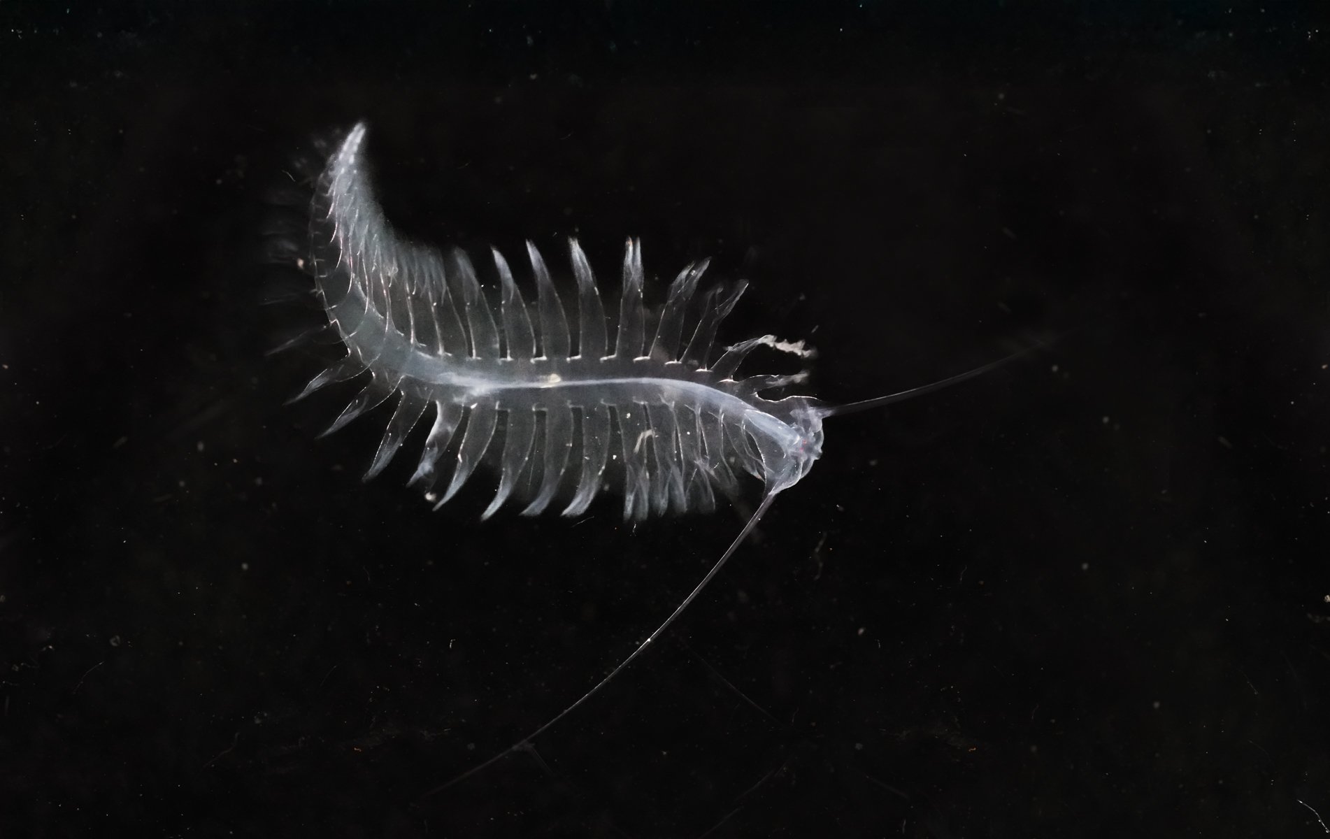 Gossamer Worm
