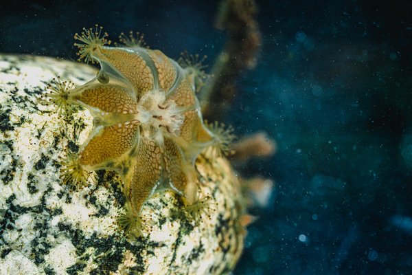 San Juan Stalked Jelly