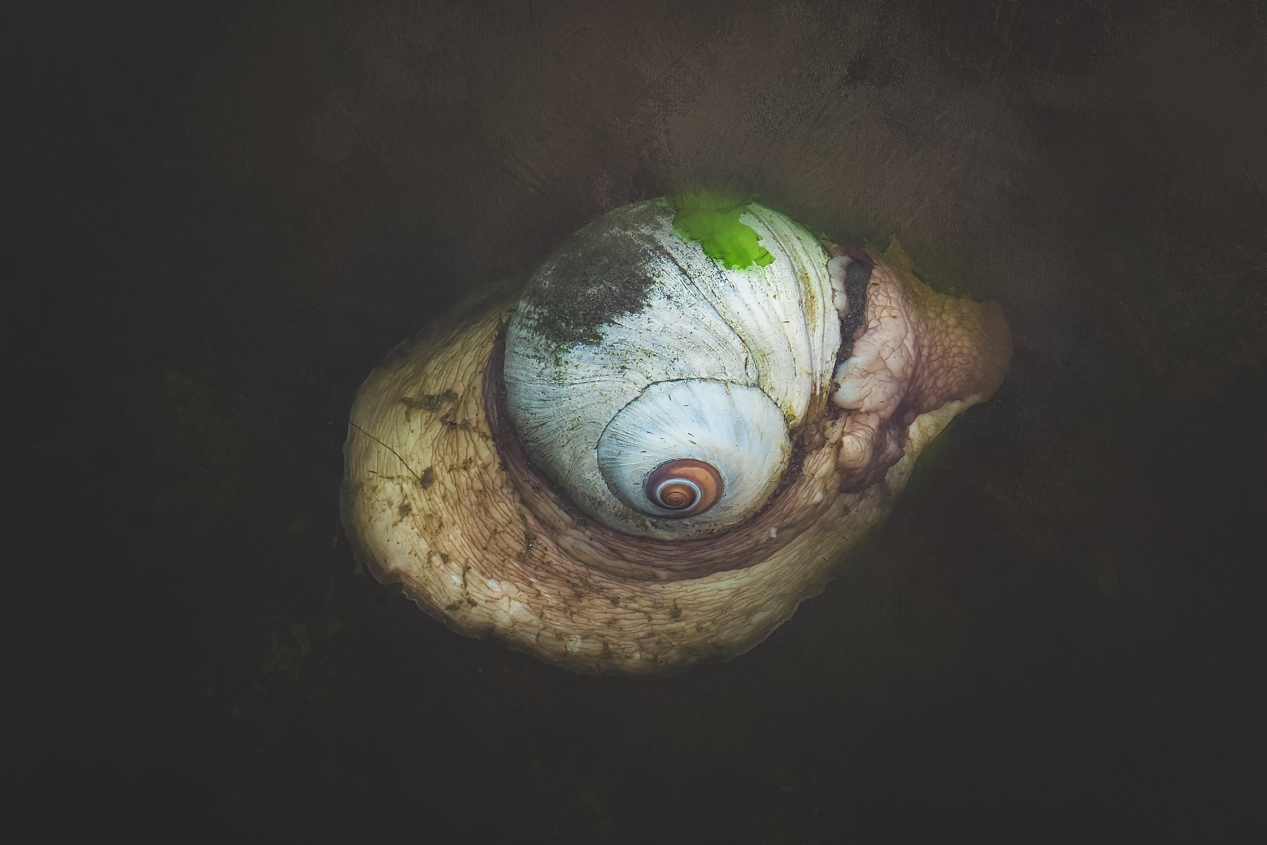 Lewis's Moon Snail