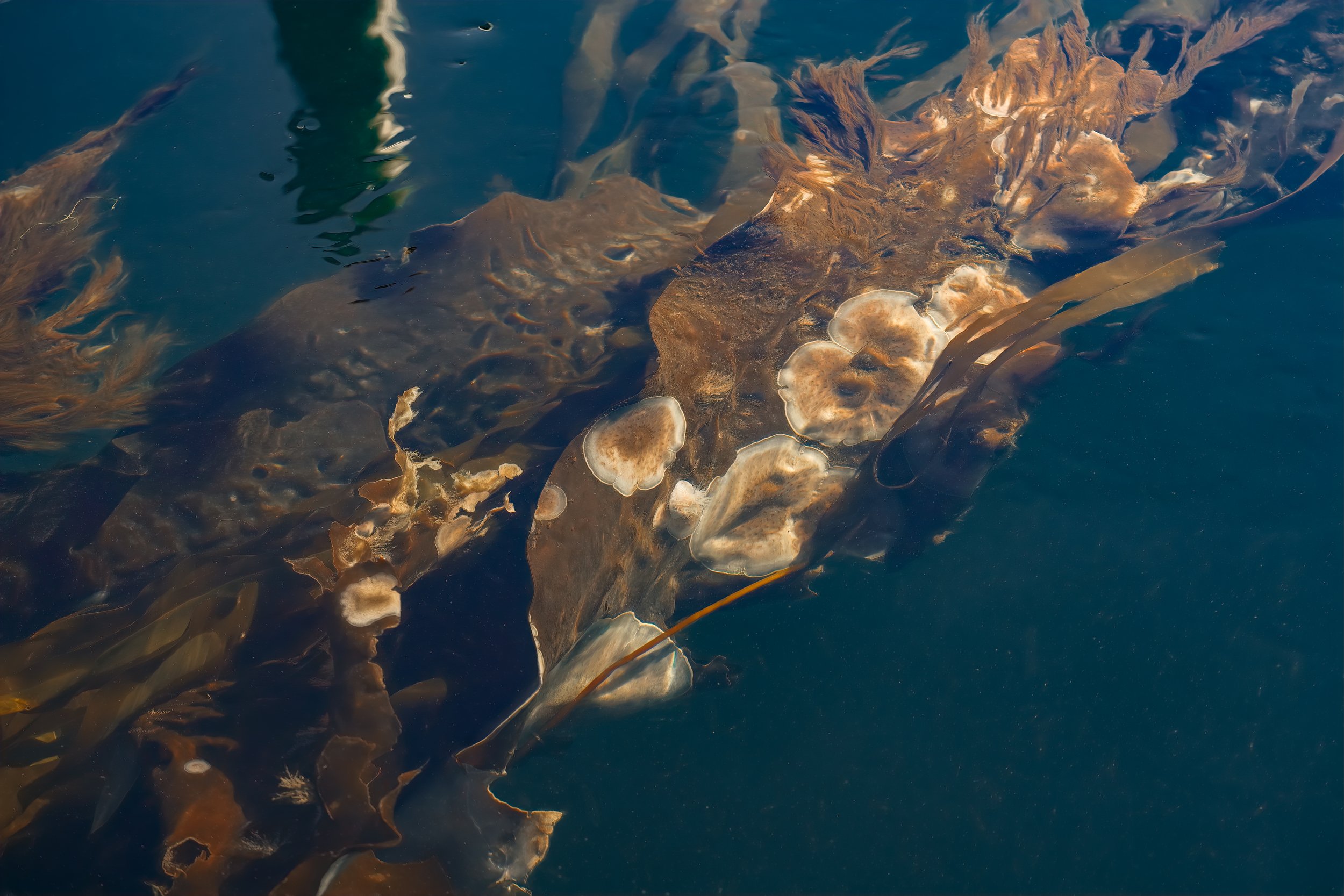 Kelp with Bryozoan