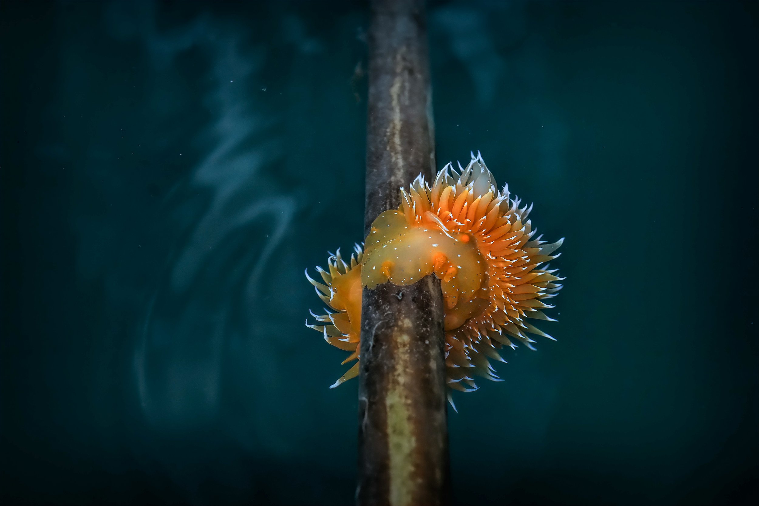 Golden Dirona Nudibranch