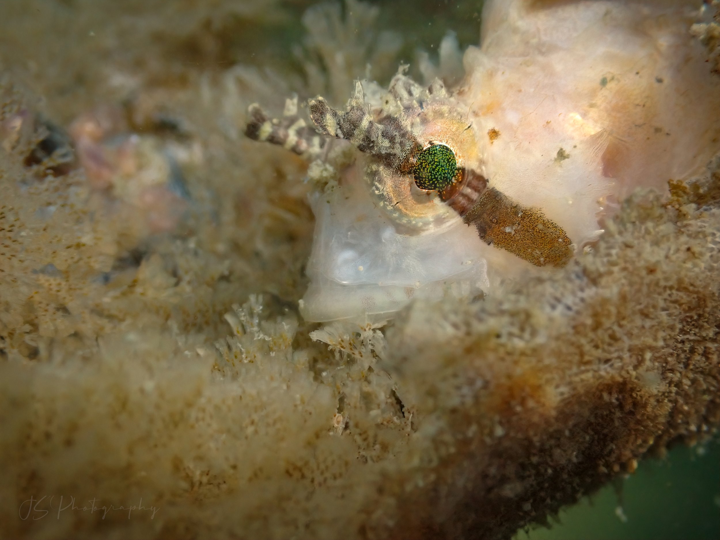 Sailfin Sculpin