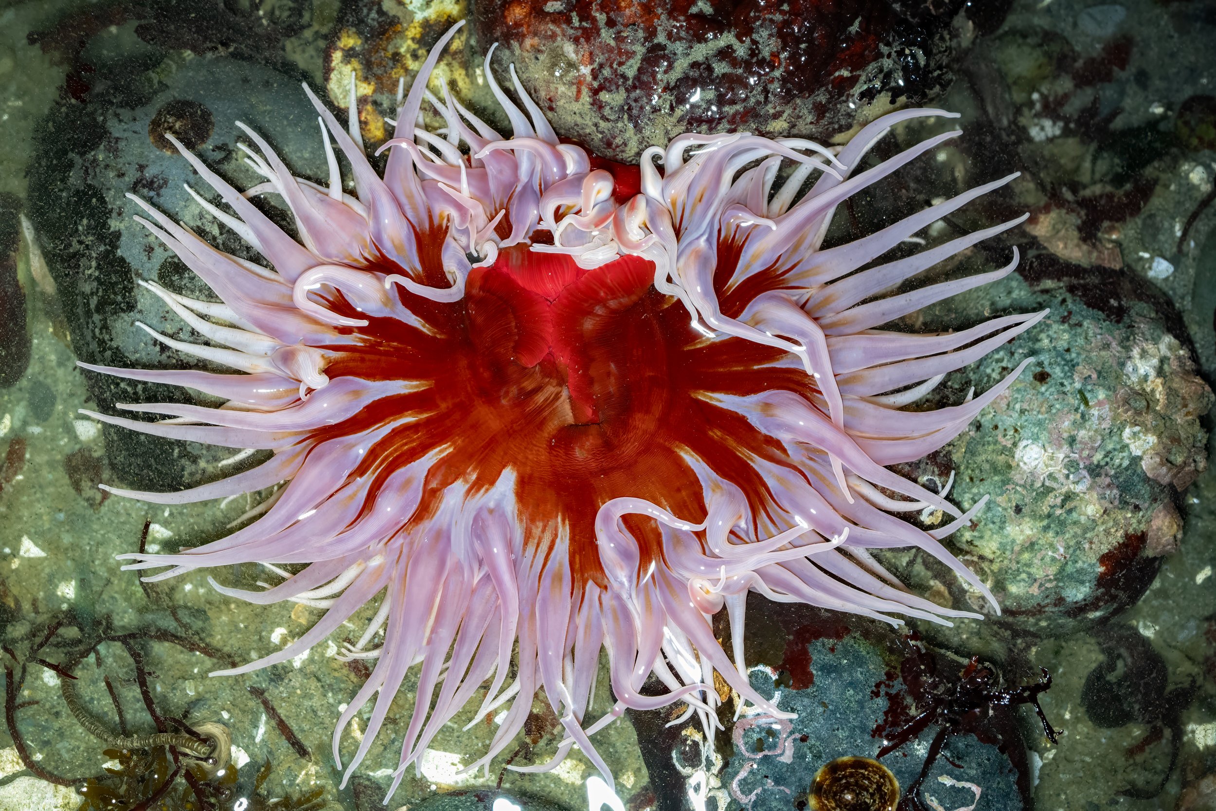 Sand Rose Anemone