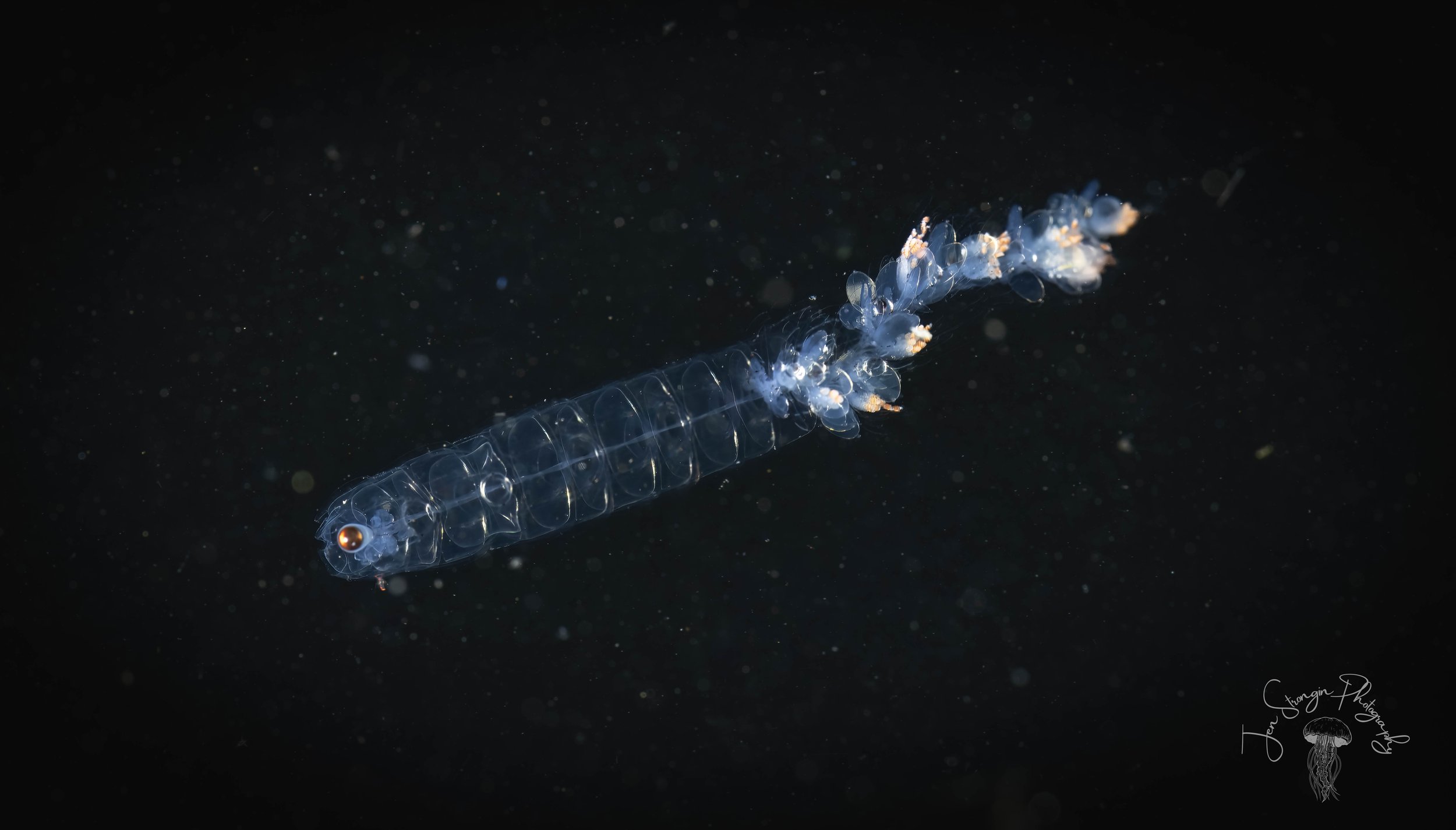 Common Siphonophore