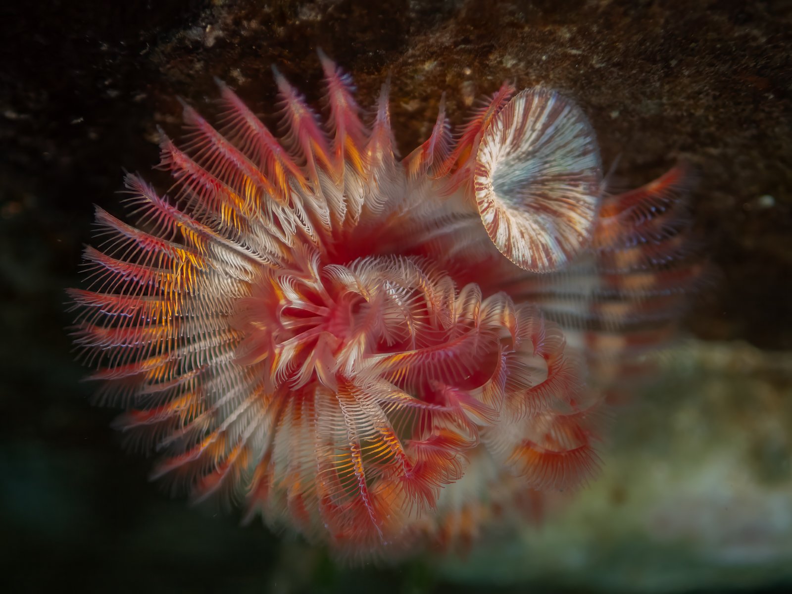 Trumpet Worm