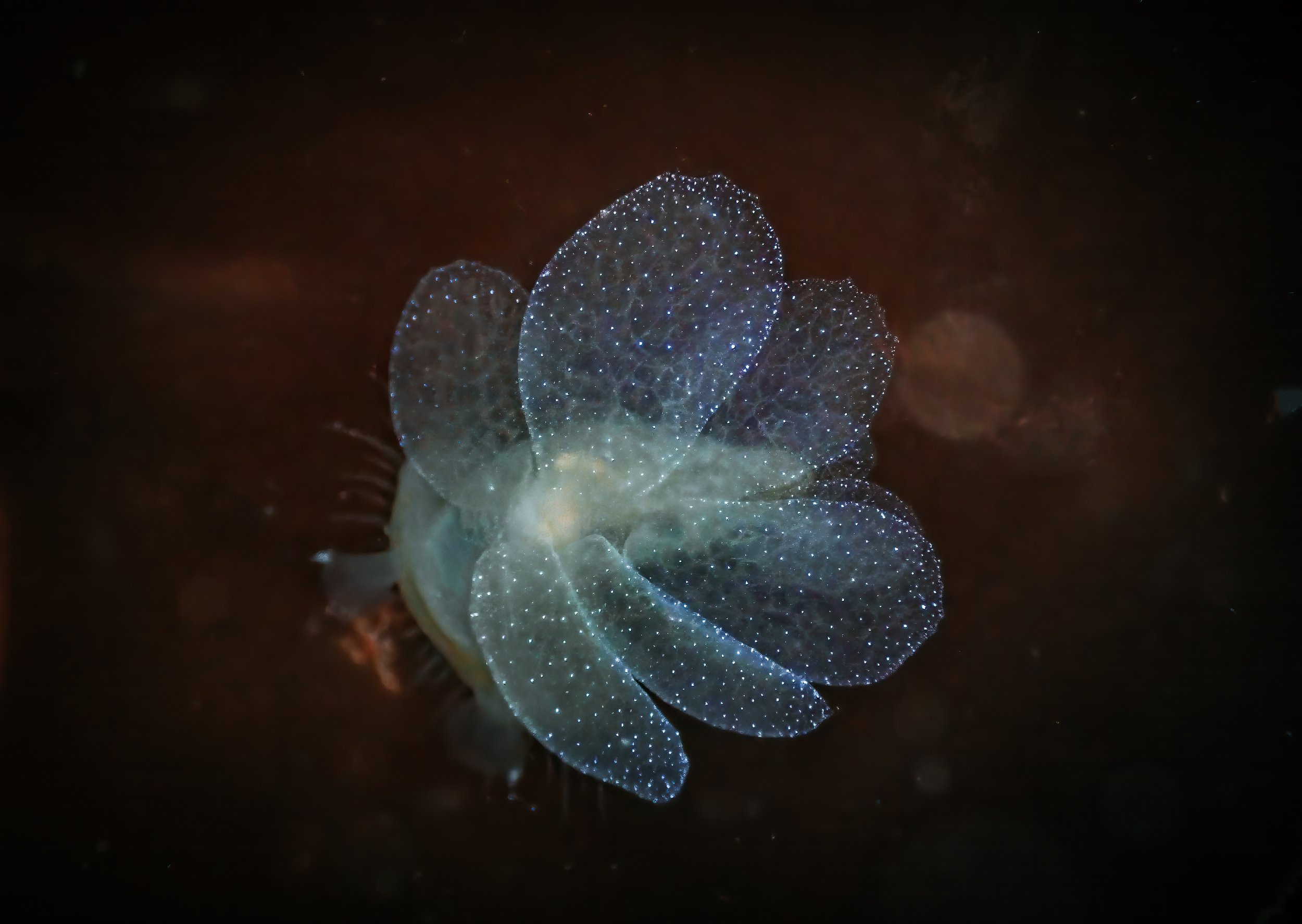 Hooded Nudibranch