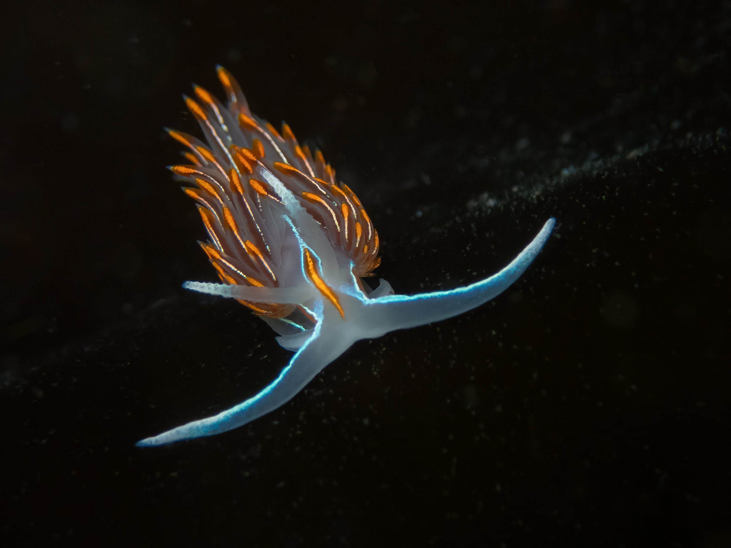 Horned Nudibranch