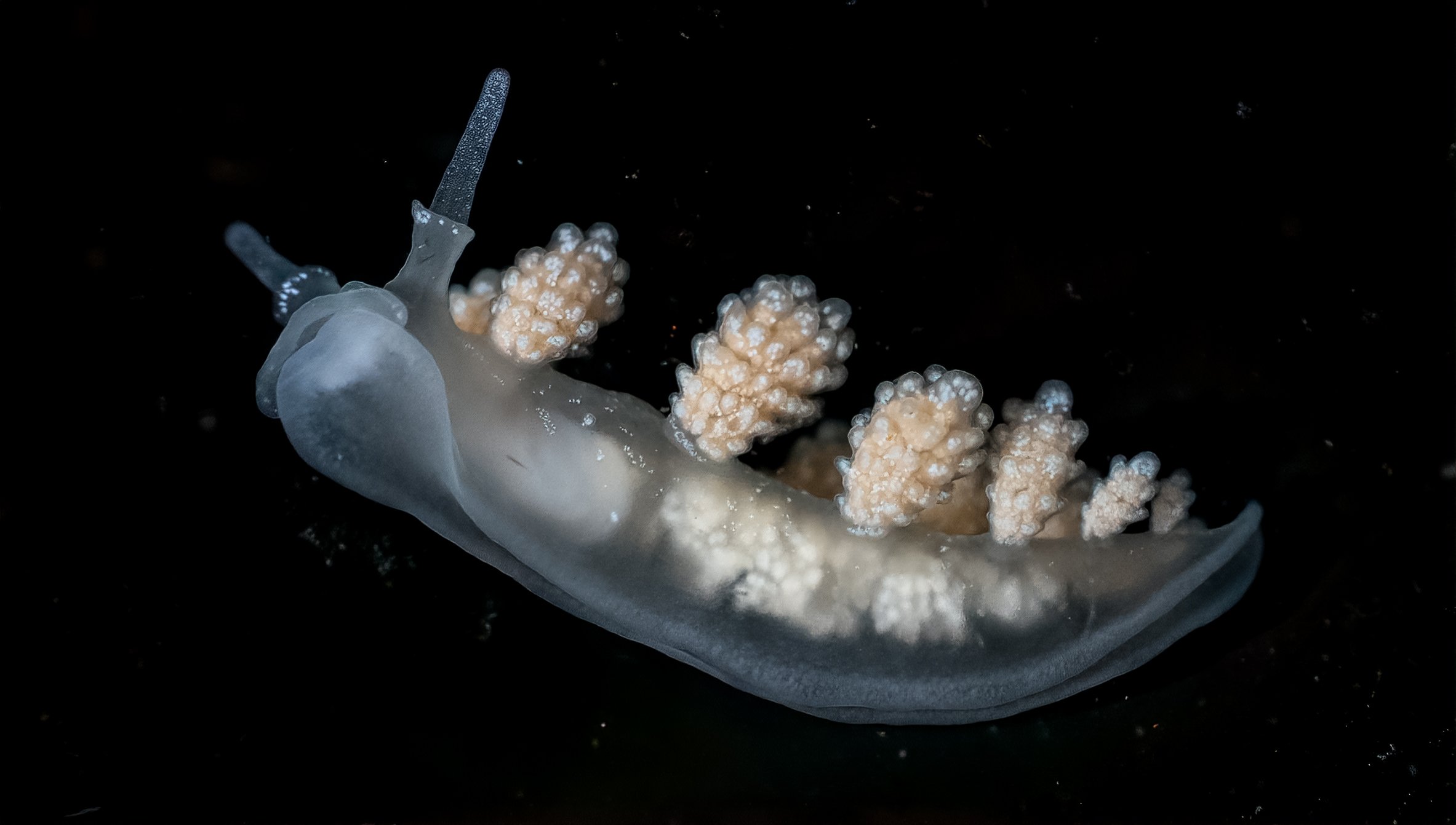 Hammerhead Doto
