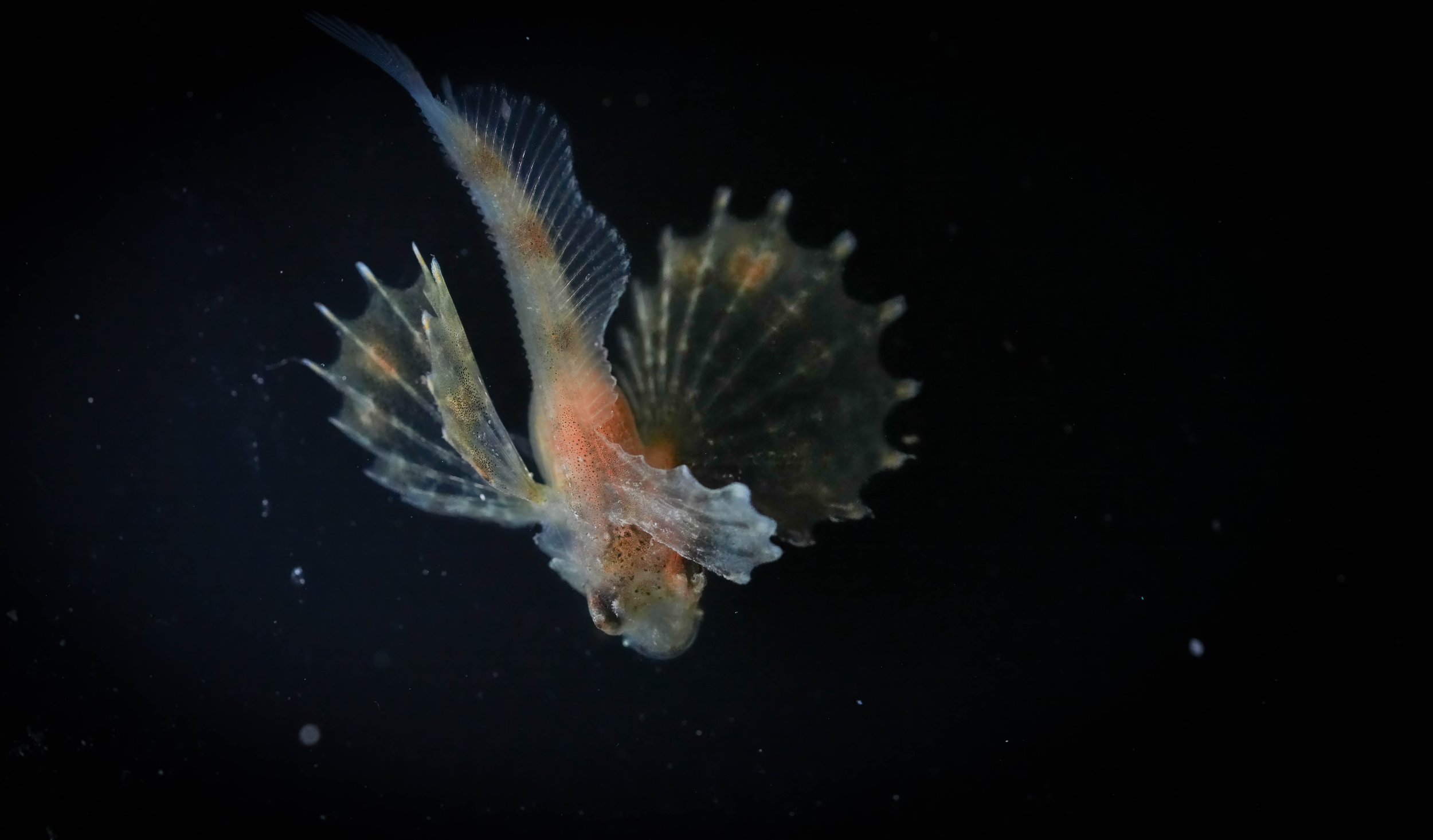 Sailfin Sculpin