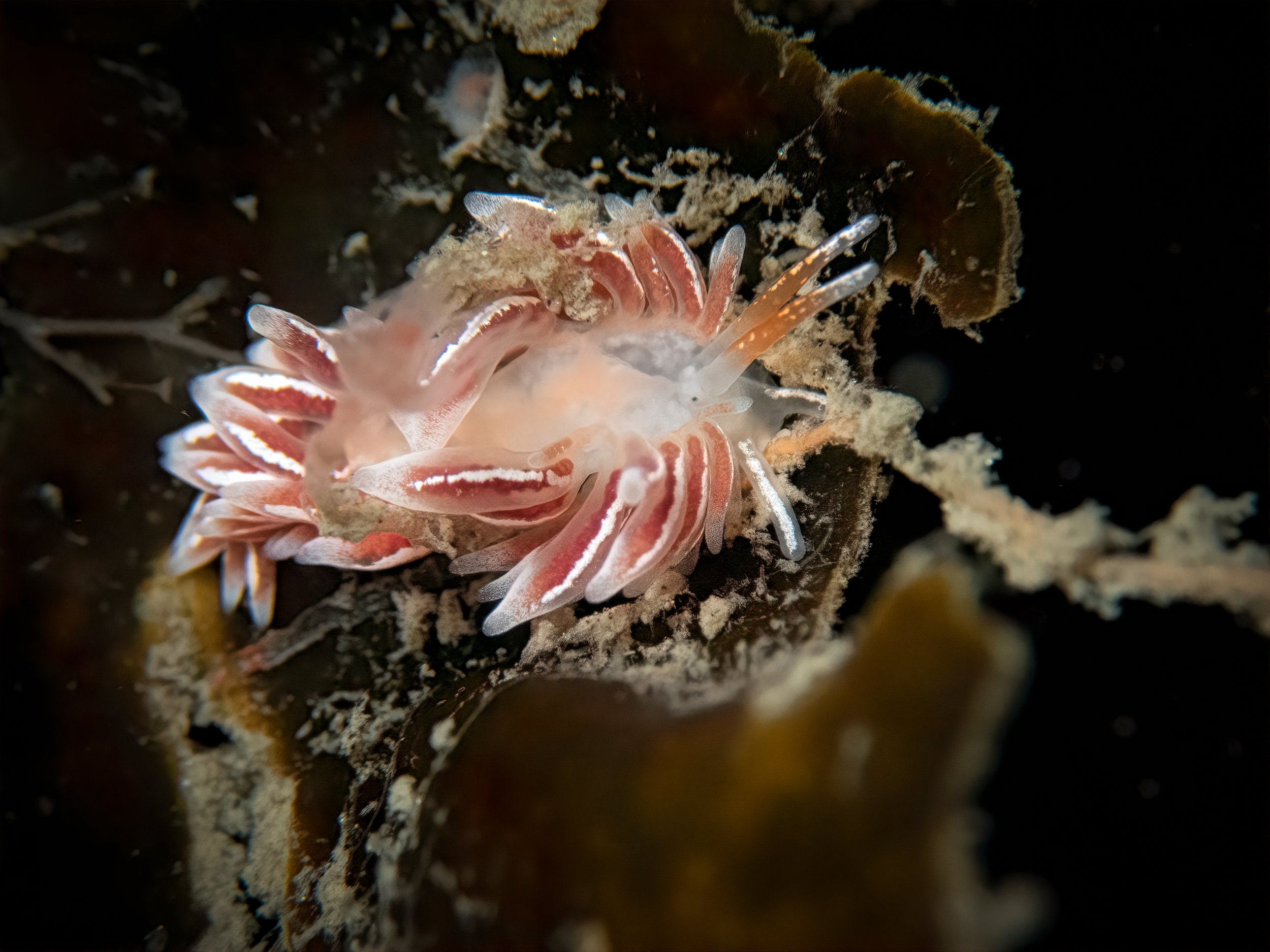 B.C. Aeolid