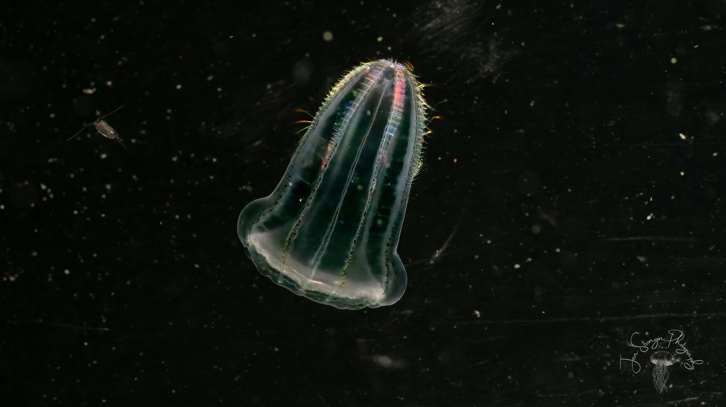 Beroe Gracilis