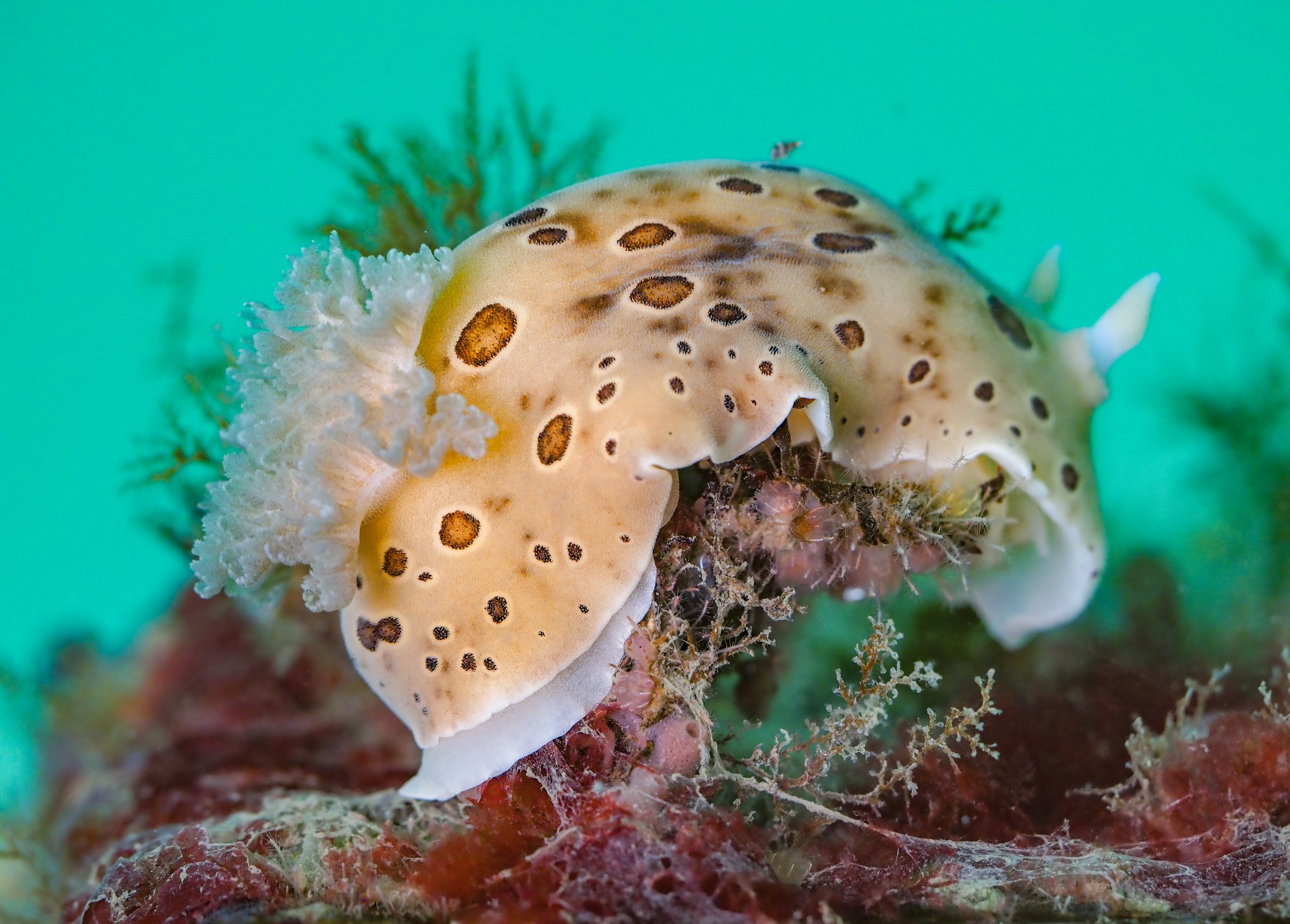 Northern Leopard Dorid