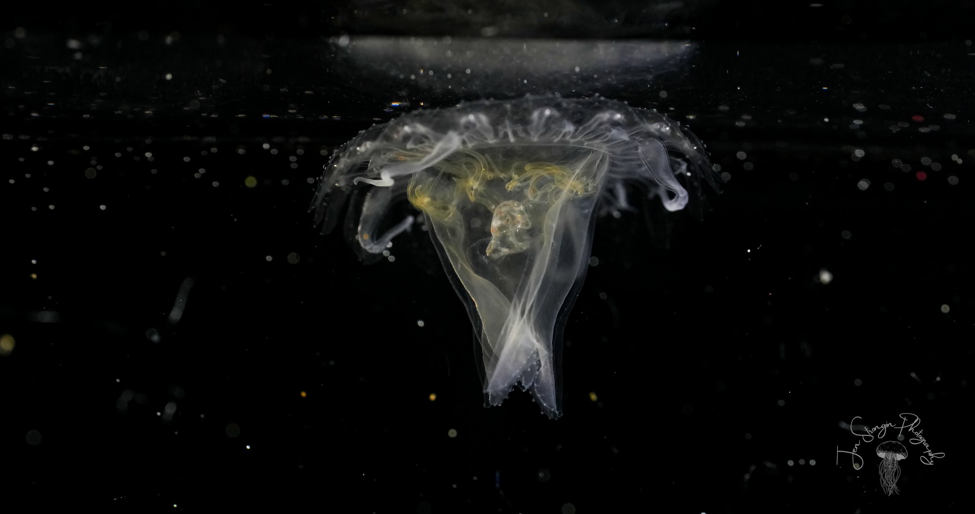 Juvenile Fried Egg Jelly