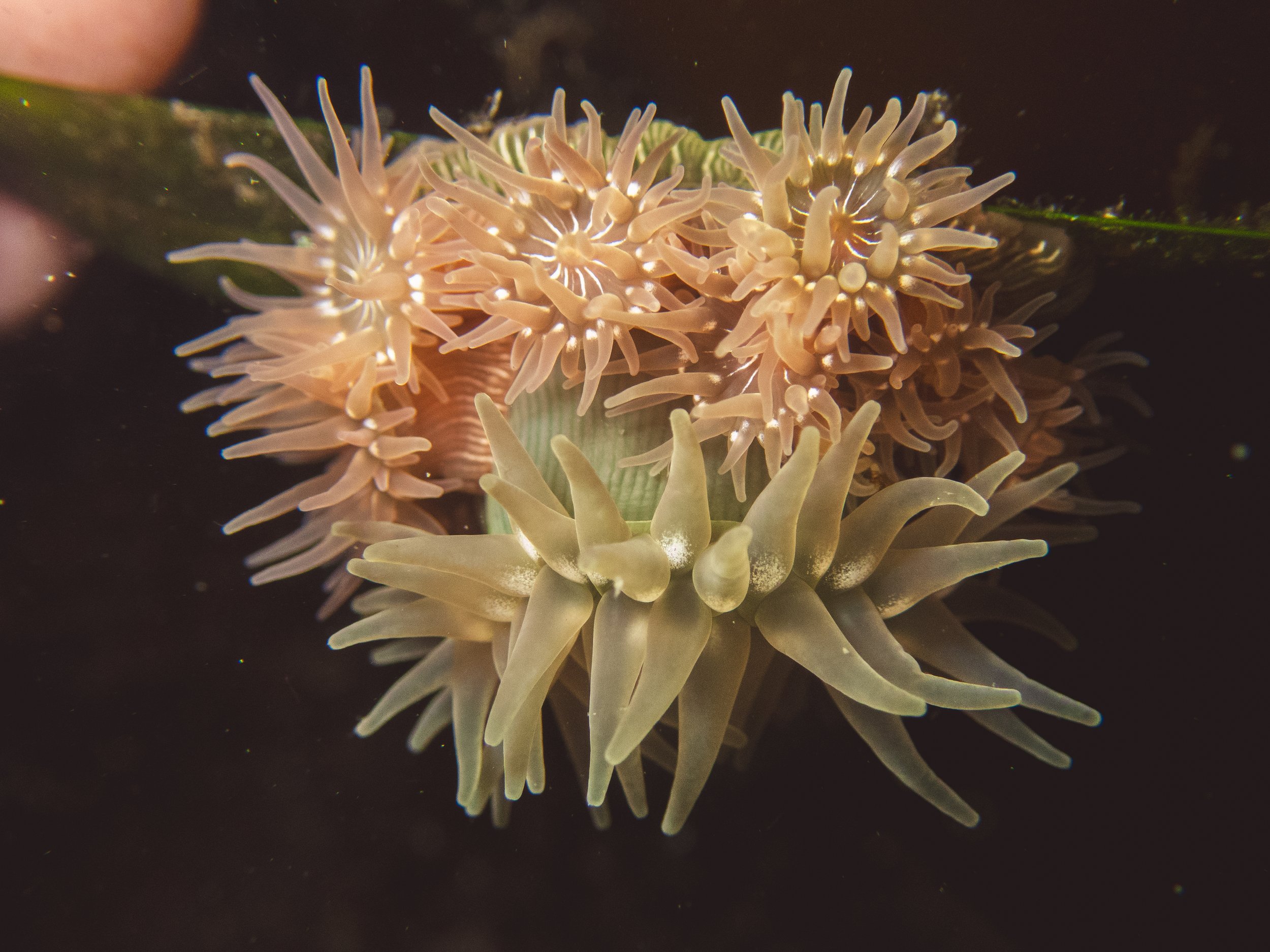 Proliferating Anemone