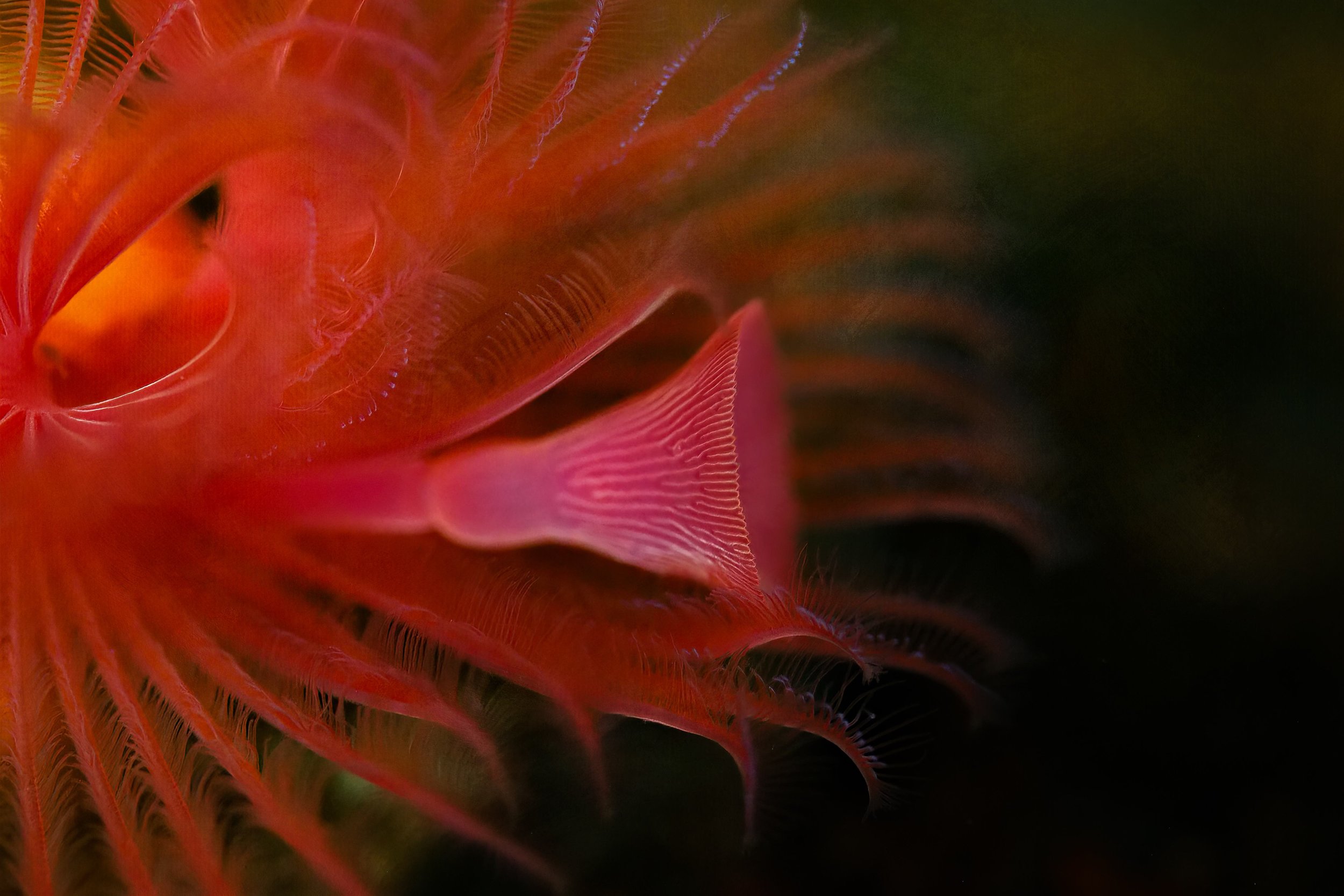 Trumpet Worm