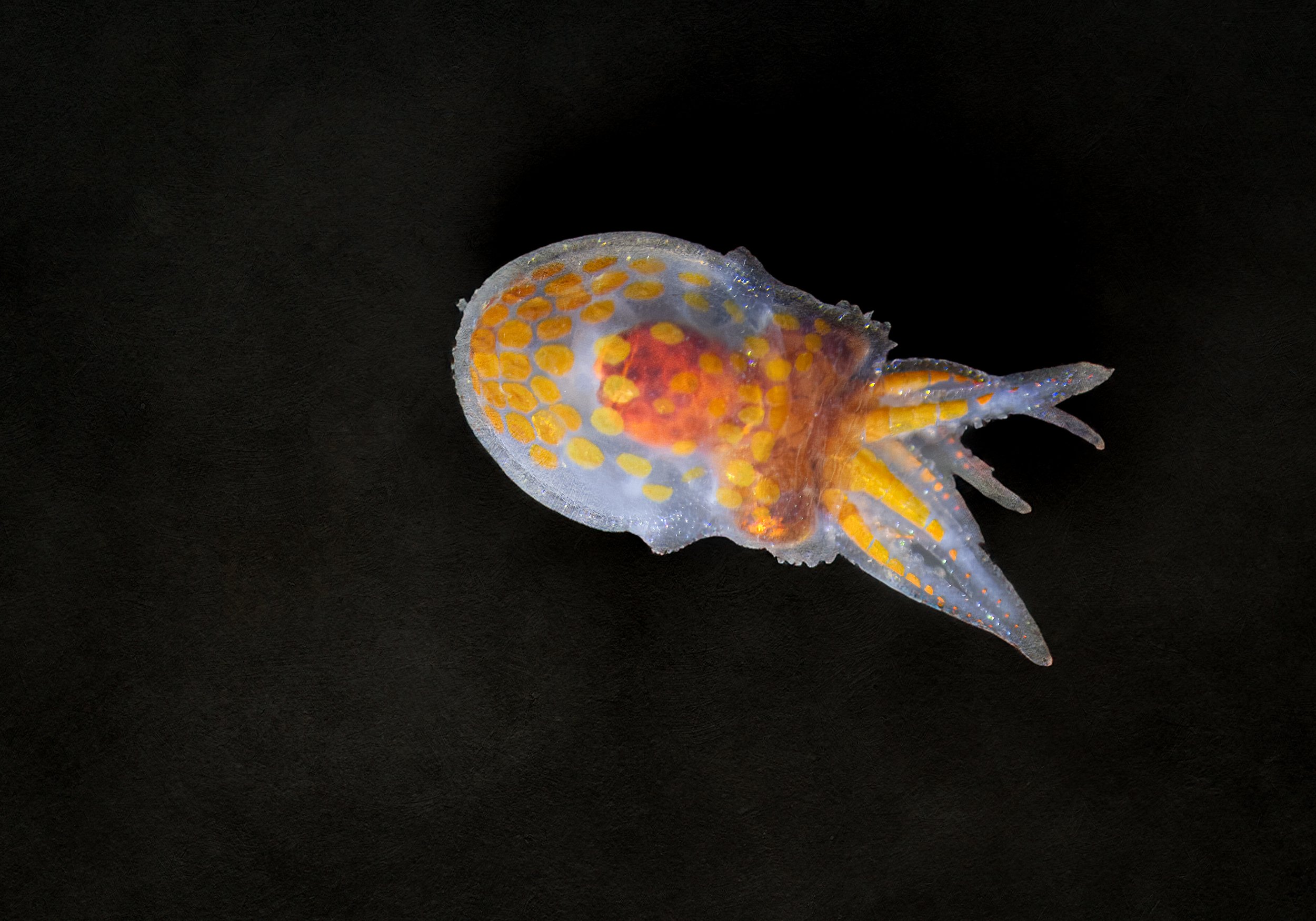 Giant Pacific Octopus Paralarva