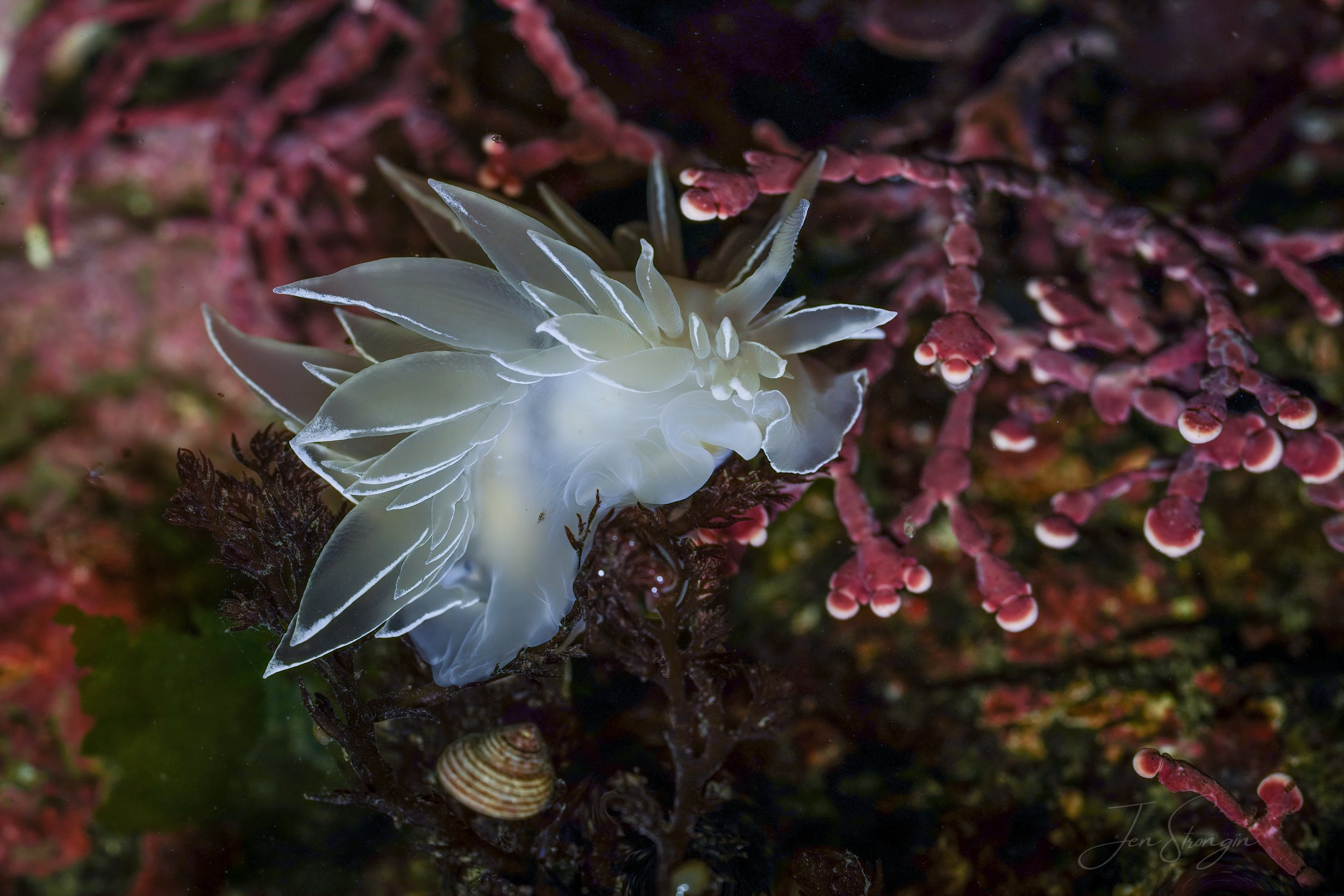 White Lined Dirona Nudibranch