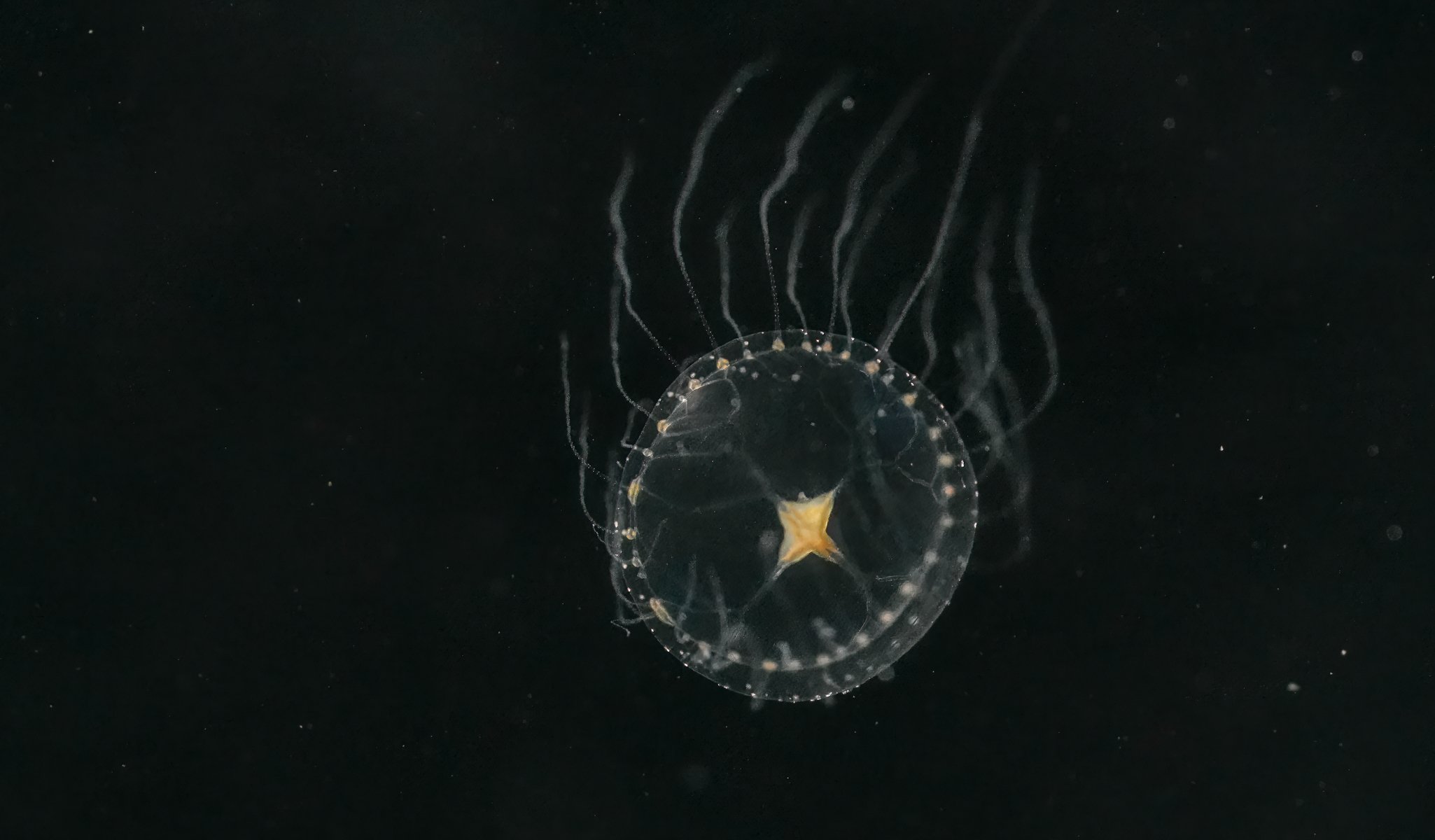 Proboscidactyla flavicirrata
