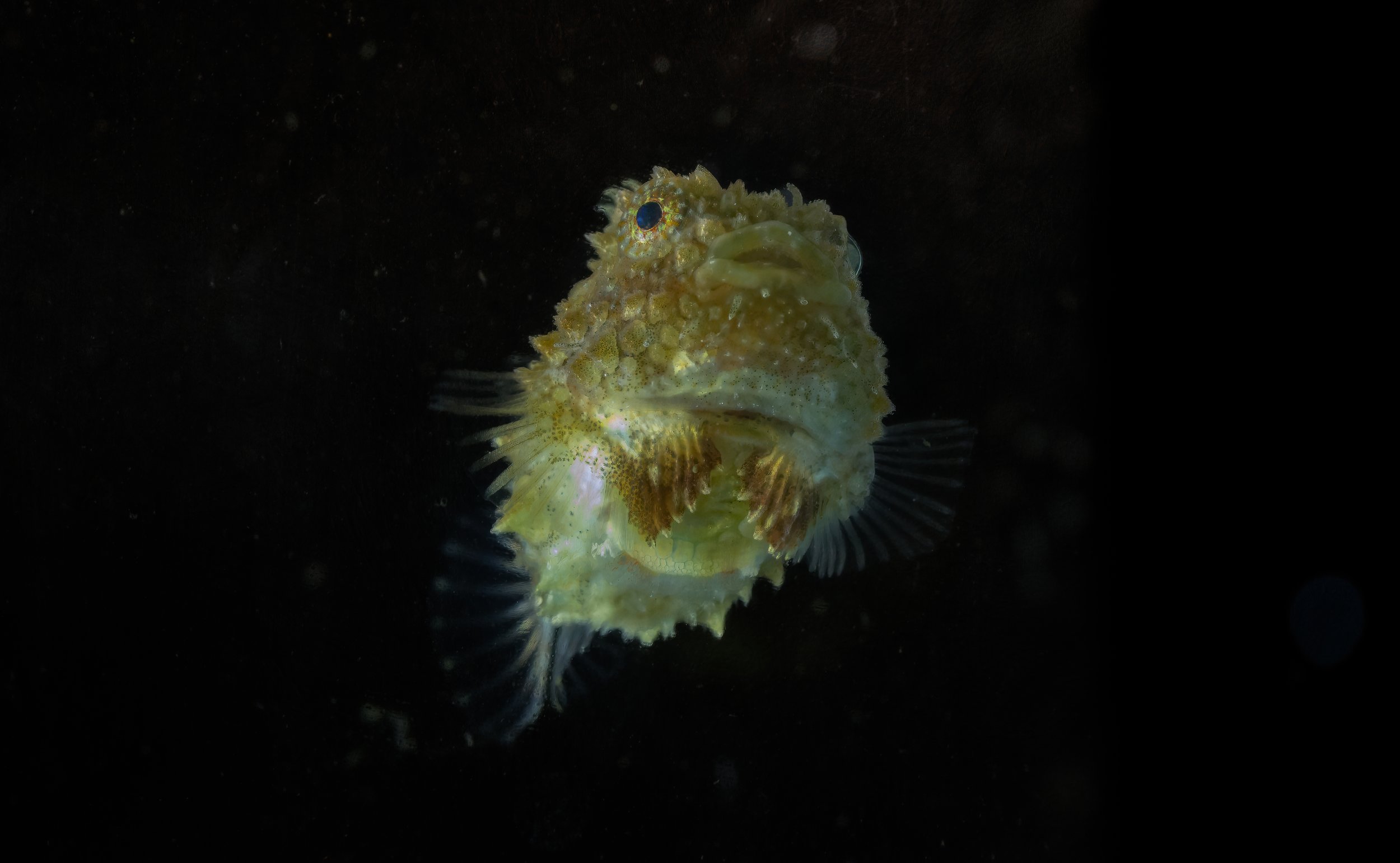 Spiny Lumpsucker