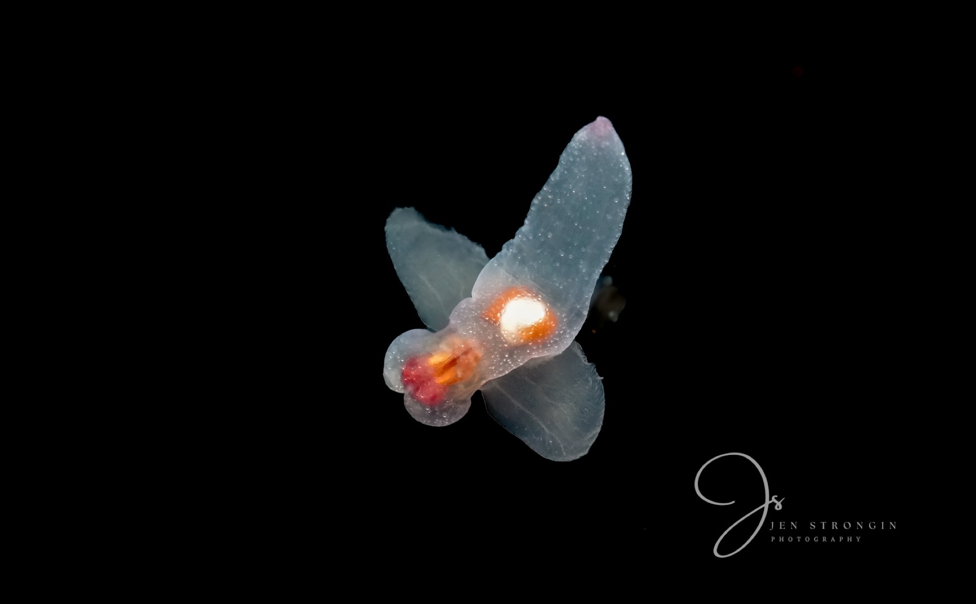 Naked Sea Butterfly