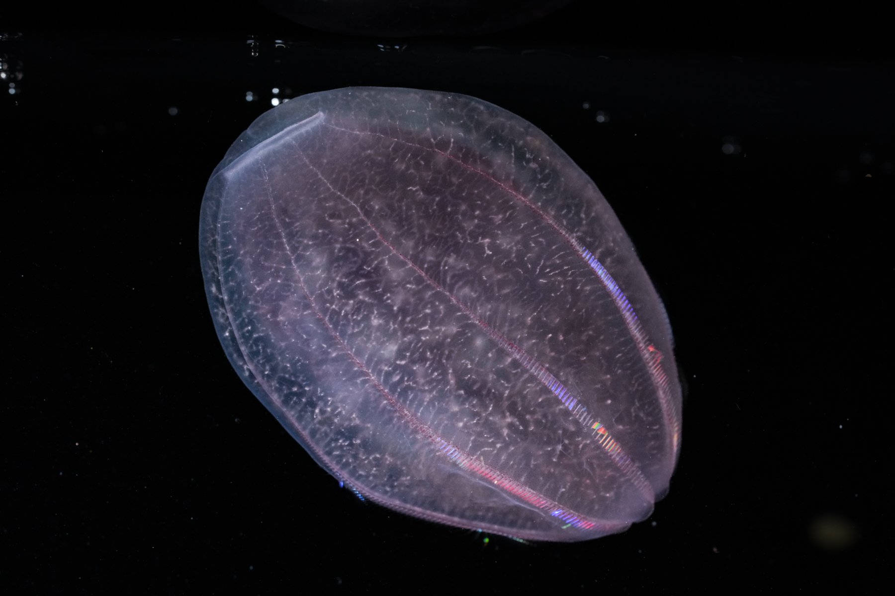 Beroe sp.