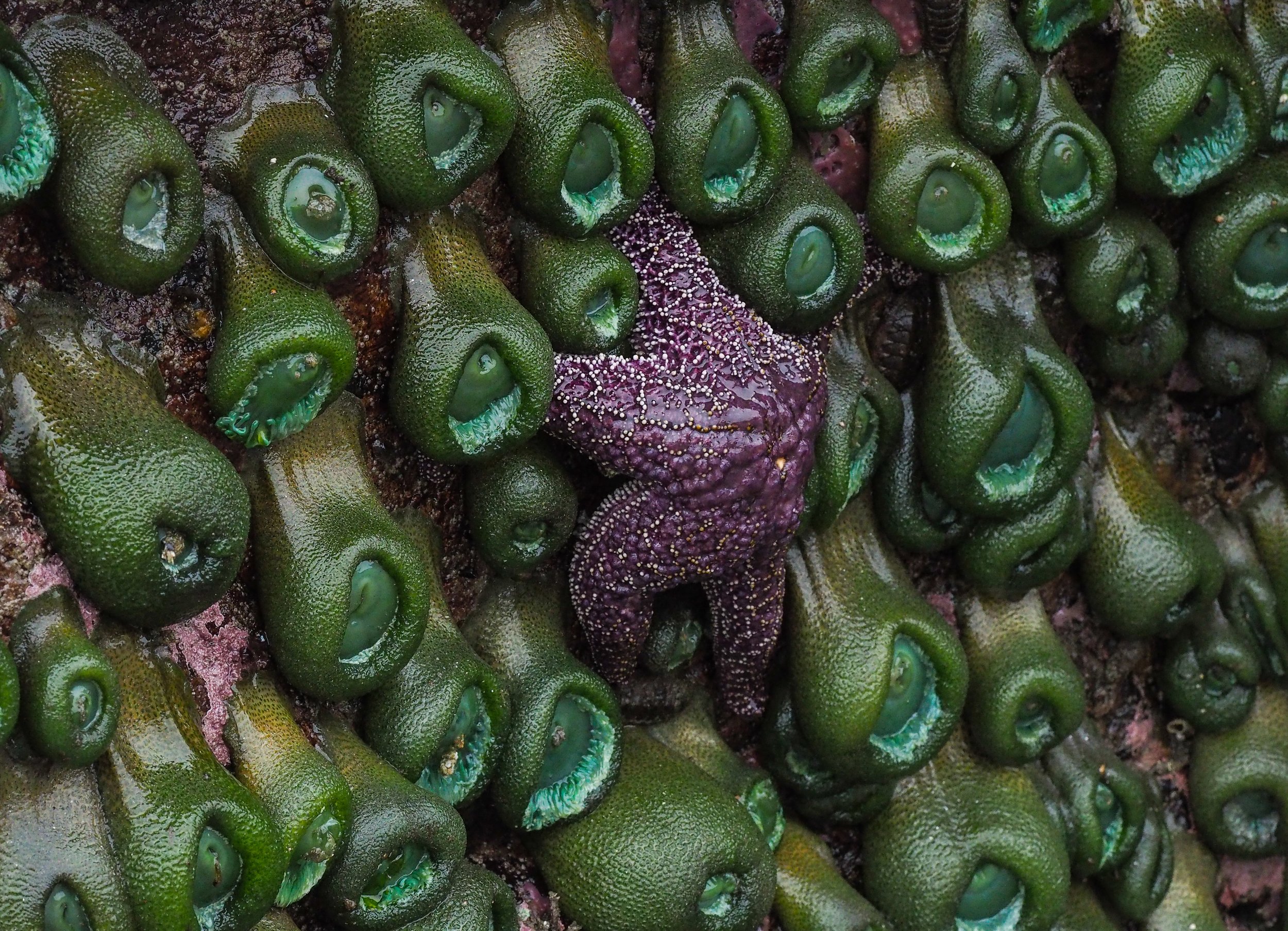 Giant Green Anemones and Ochre Star