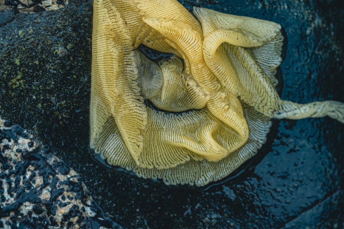 Noble Sea Lemon Nudibranch Eggs